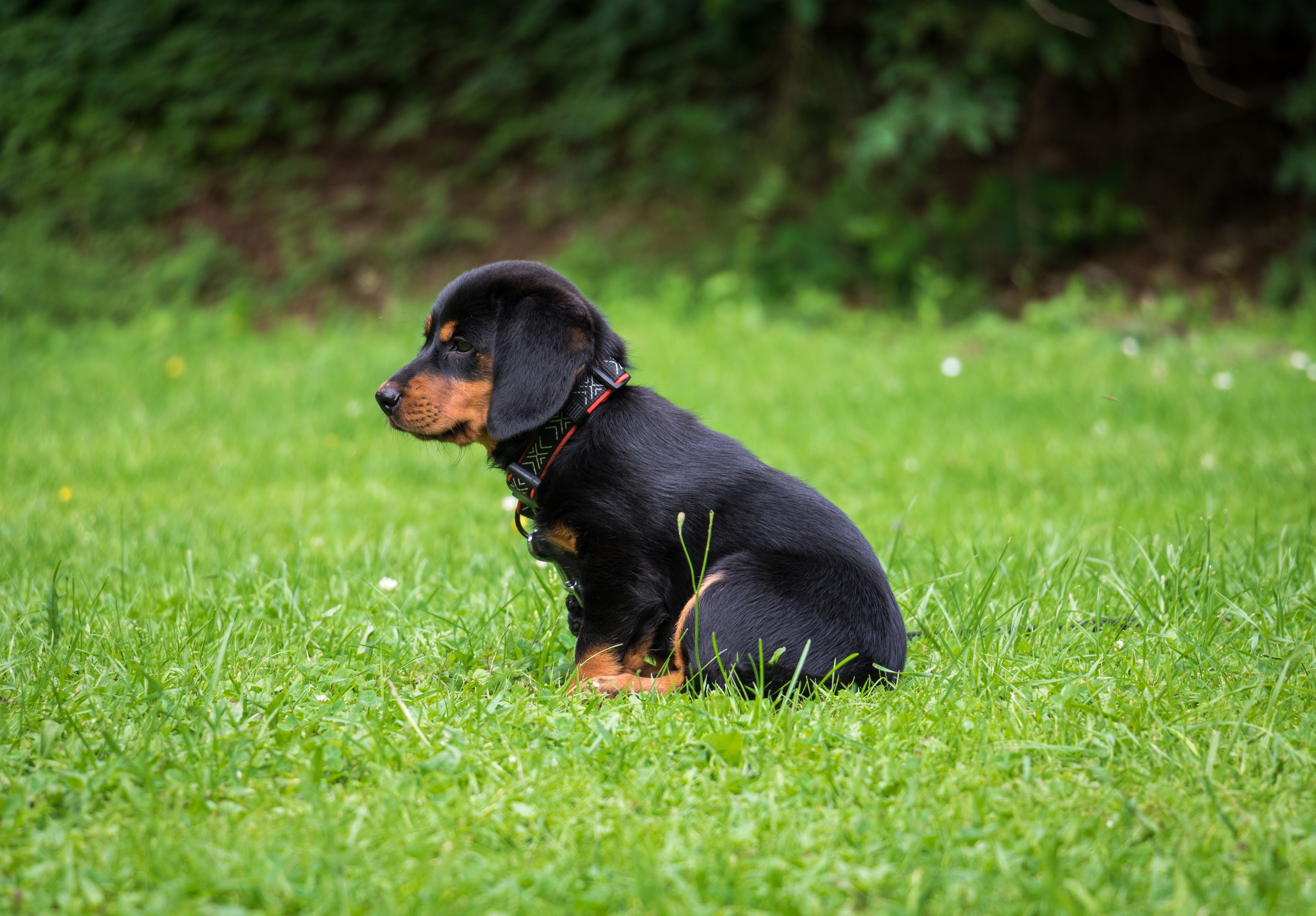 Фото бесплатно трава, глядит в сторону, щенок ротвейлера
