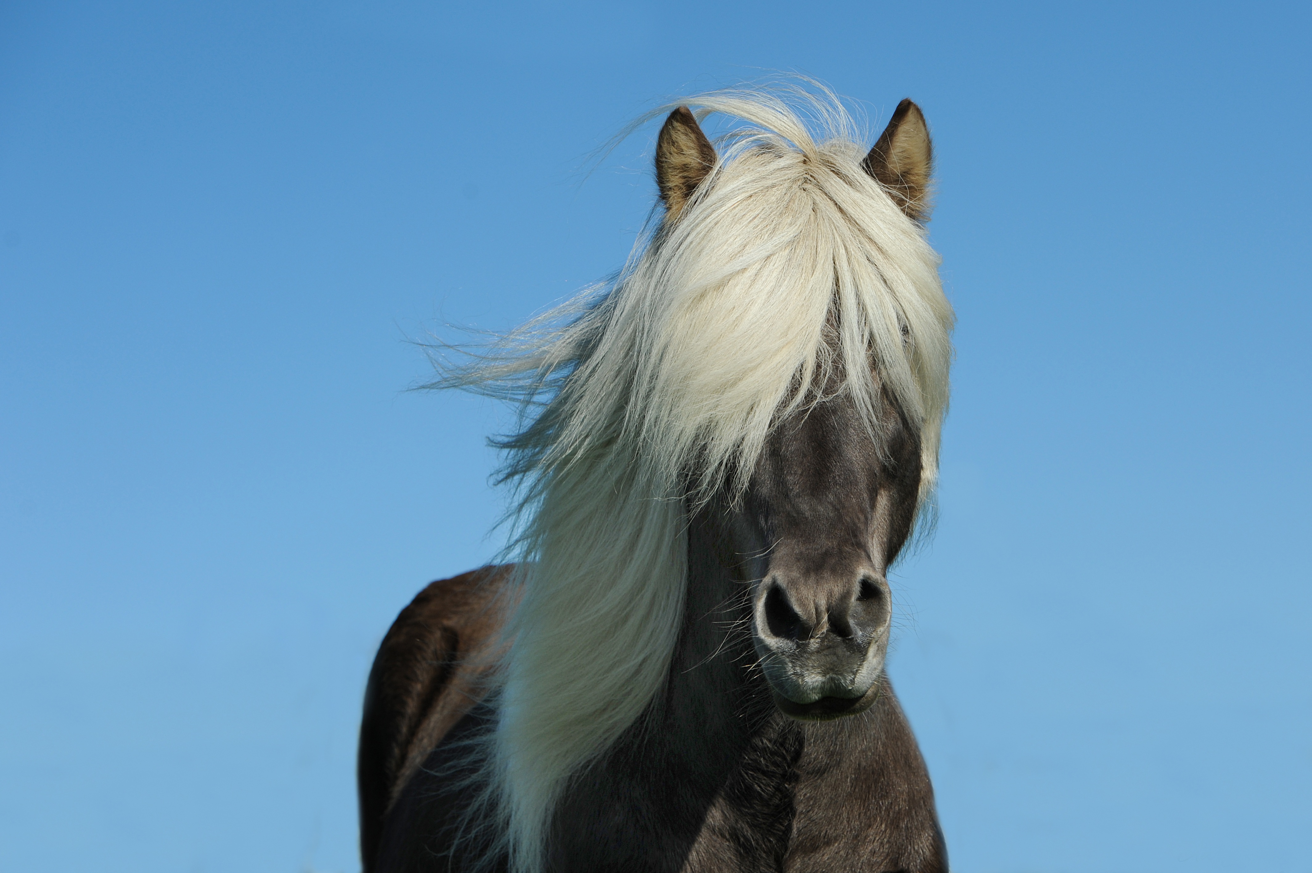 Фото бесплатно животные, млекопитающее, лошадь