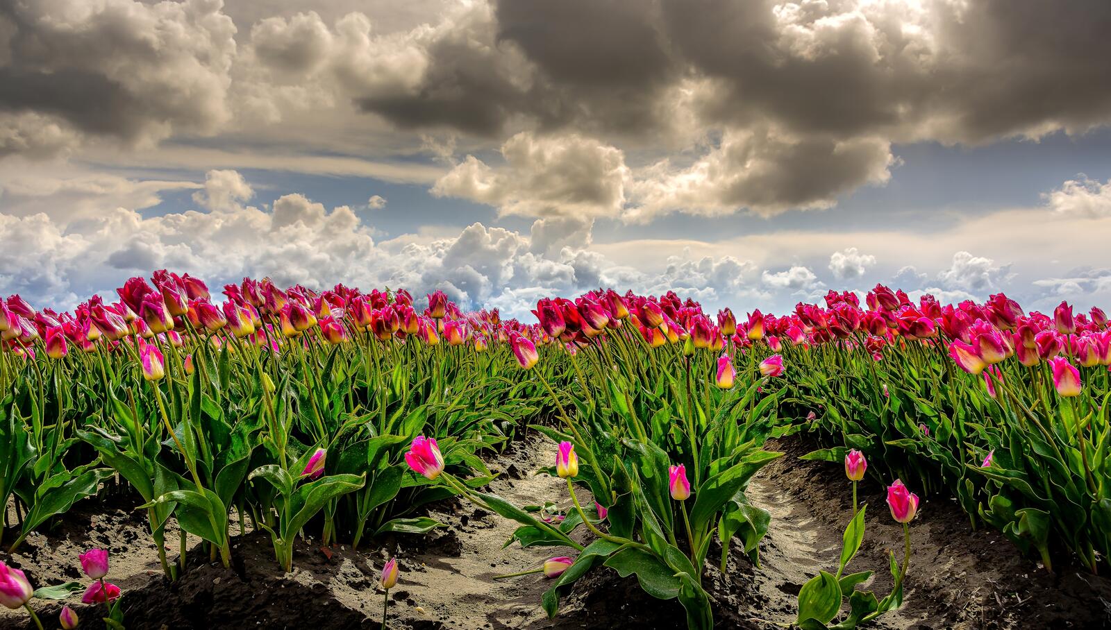Wallpapers tulips pink clouds on the desktop