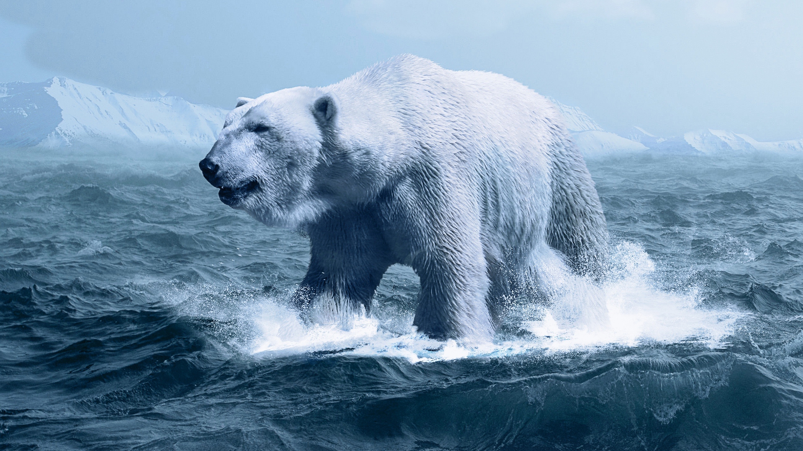 Фото бесплатно обои белый медведь, океан, хищник