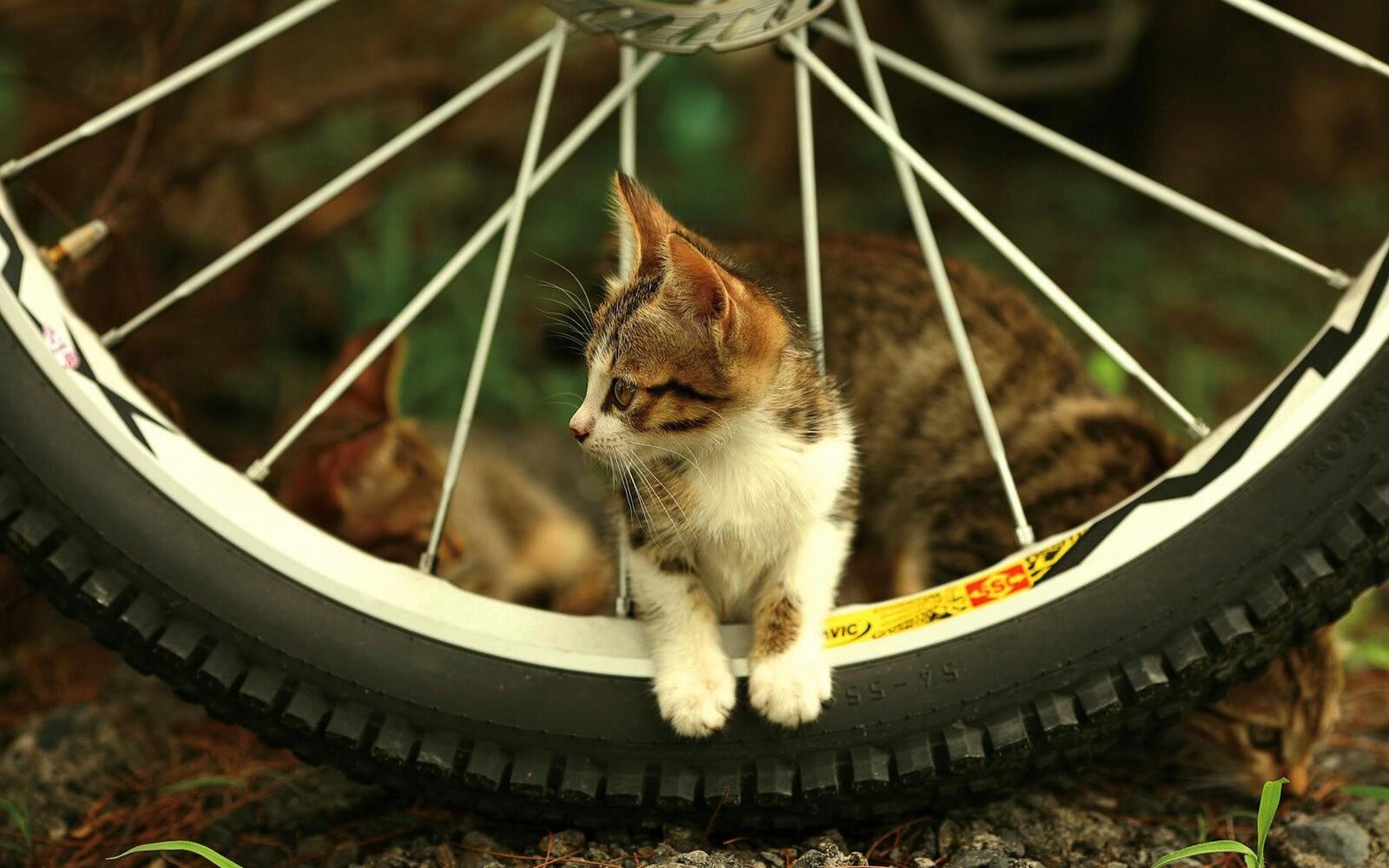 Обои котенок велосипед колесо на рабочий стол