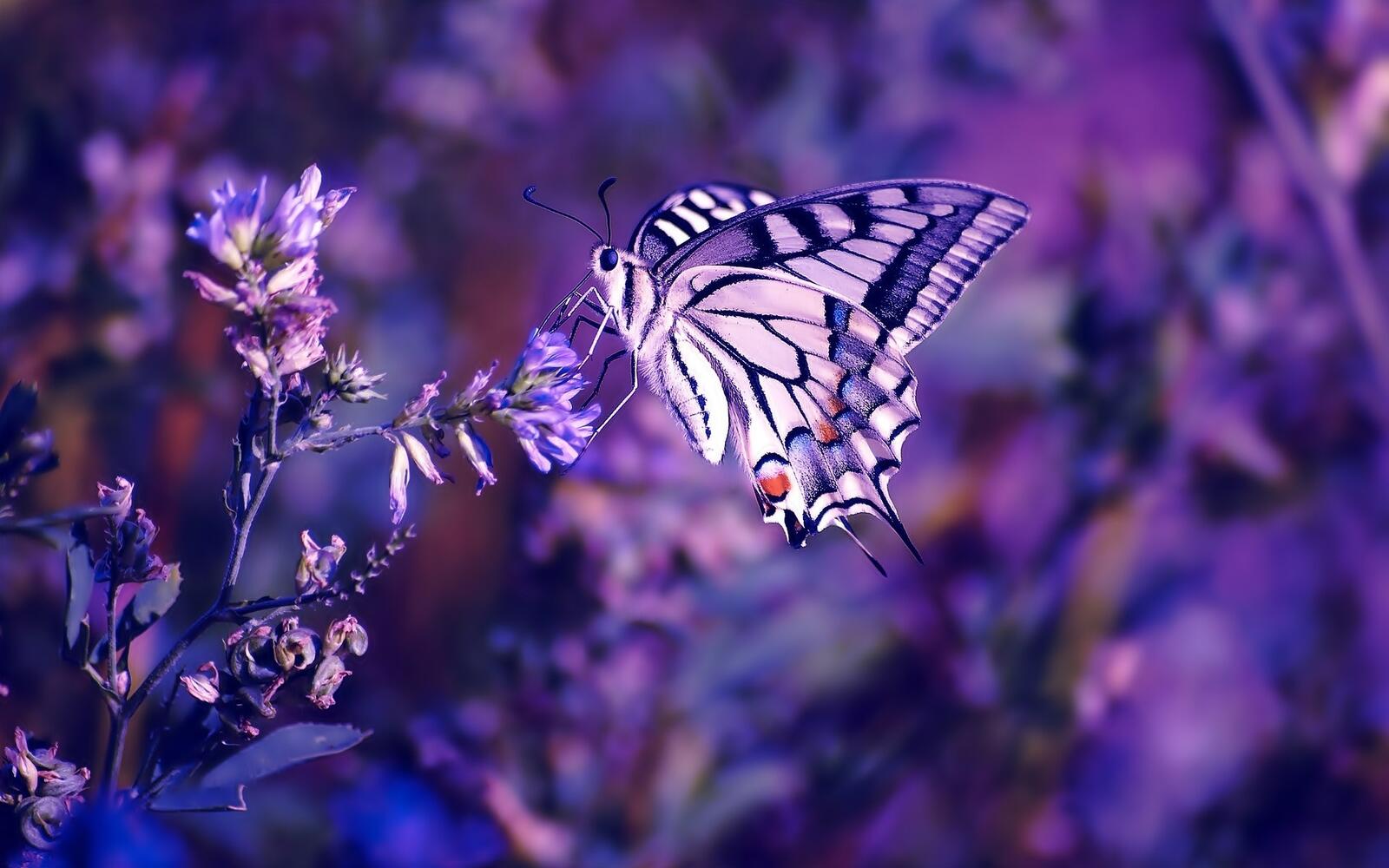 Wallpapers wallpaper butterfly blurred insects on the desktop