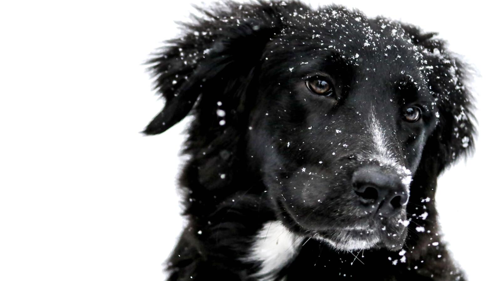 Обои обои собака снег черная собака на рабочий стол