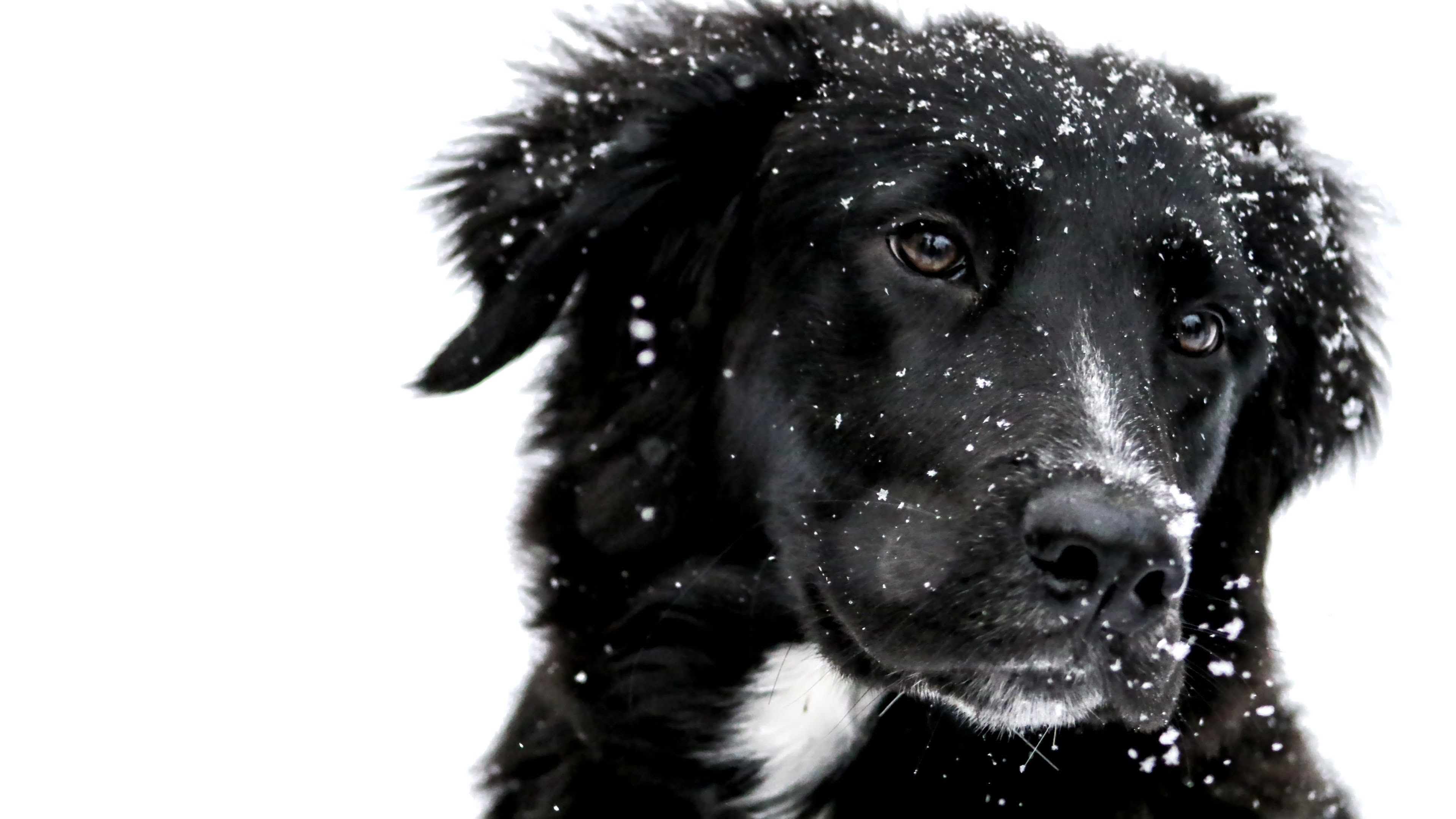 Фото бесплатно обои собака, снег, черная собака