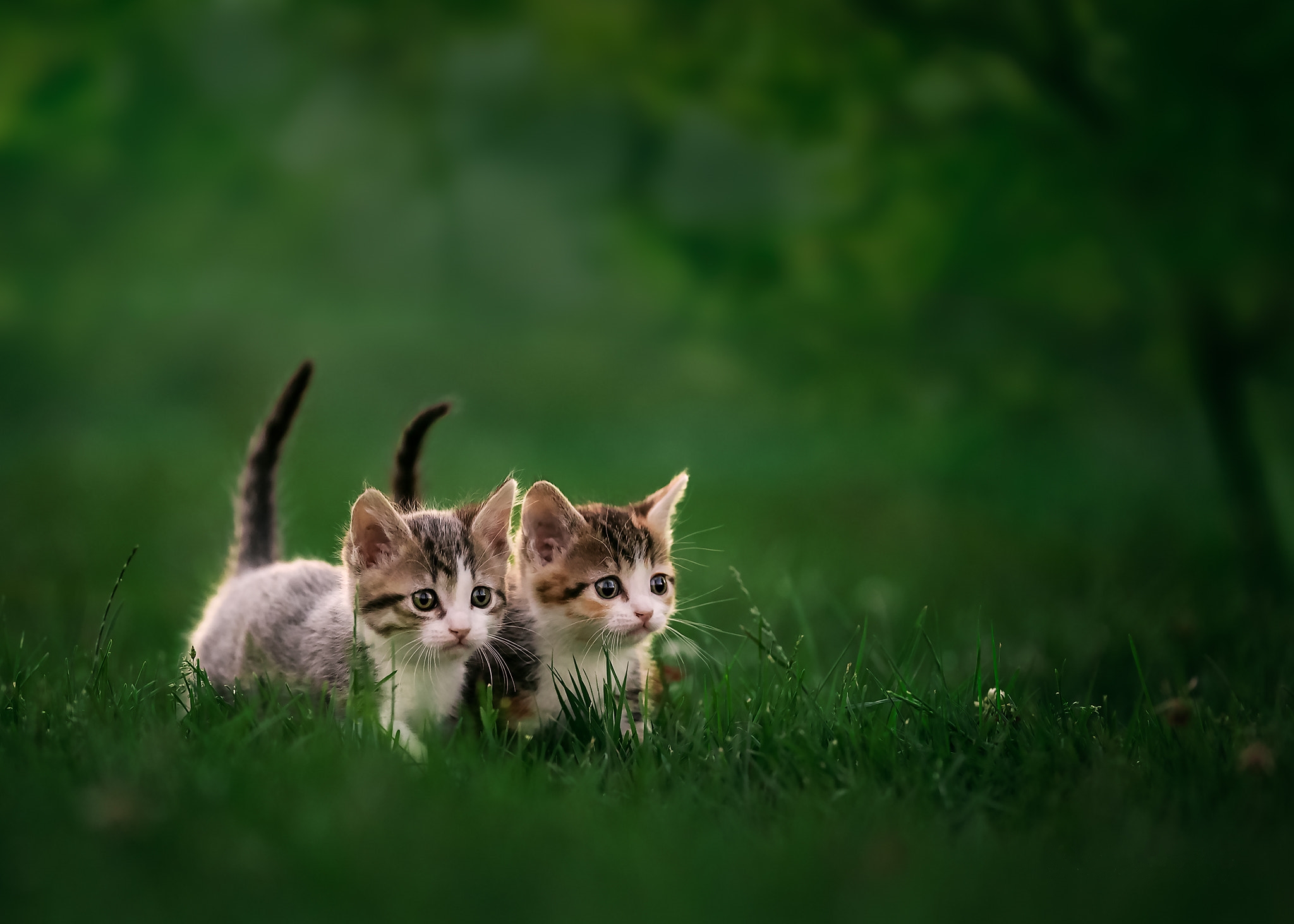 Три кошки в траве