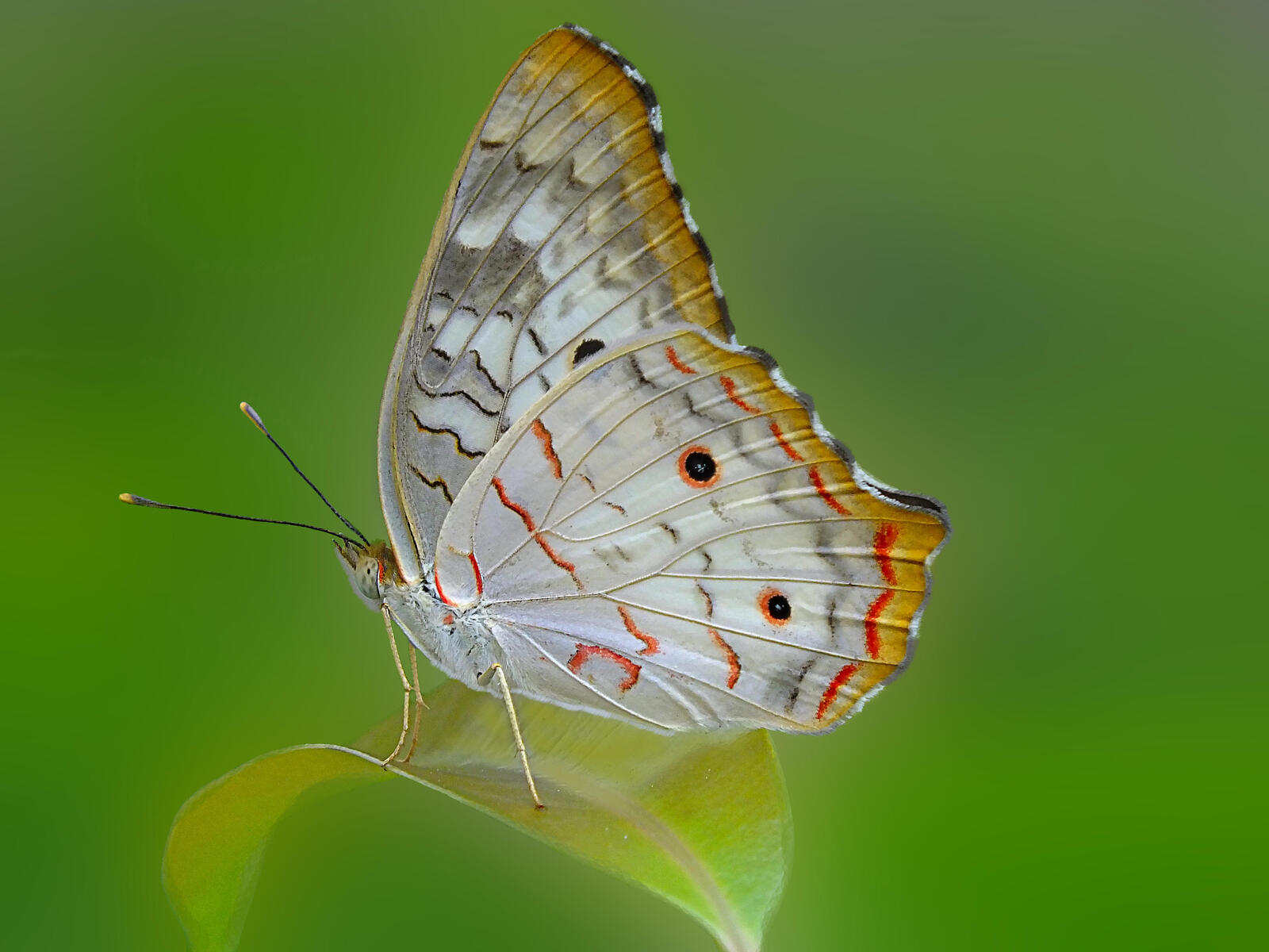 Wallpapers Pavlinovo-white butterfly insect on the desktop