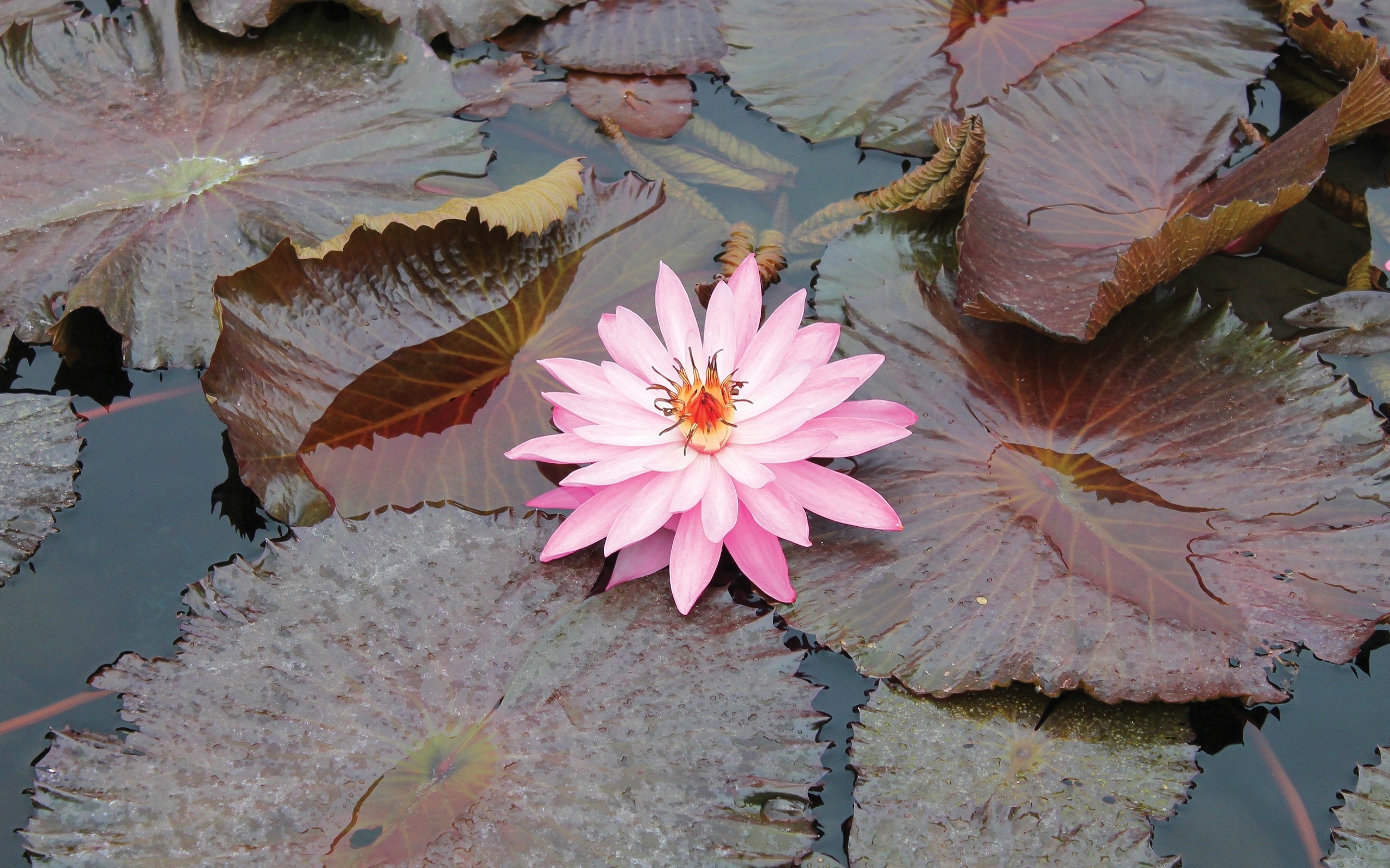 Wallpapers pond water lily pink on the desktop