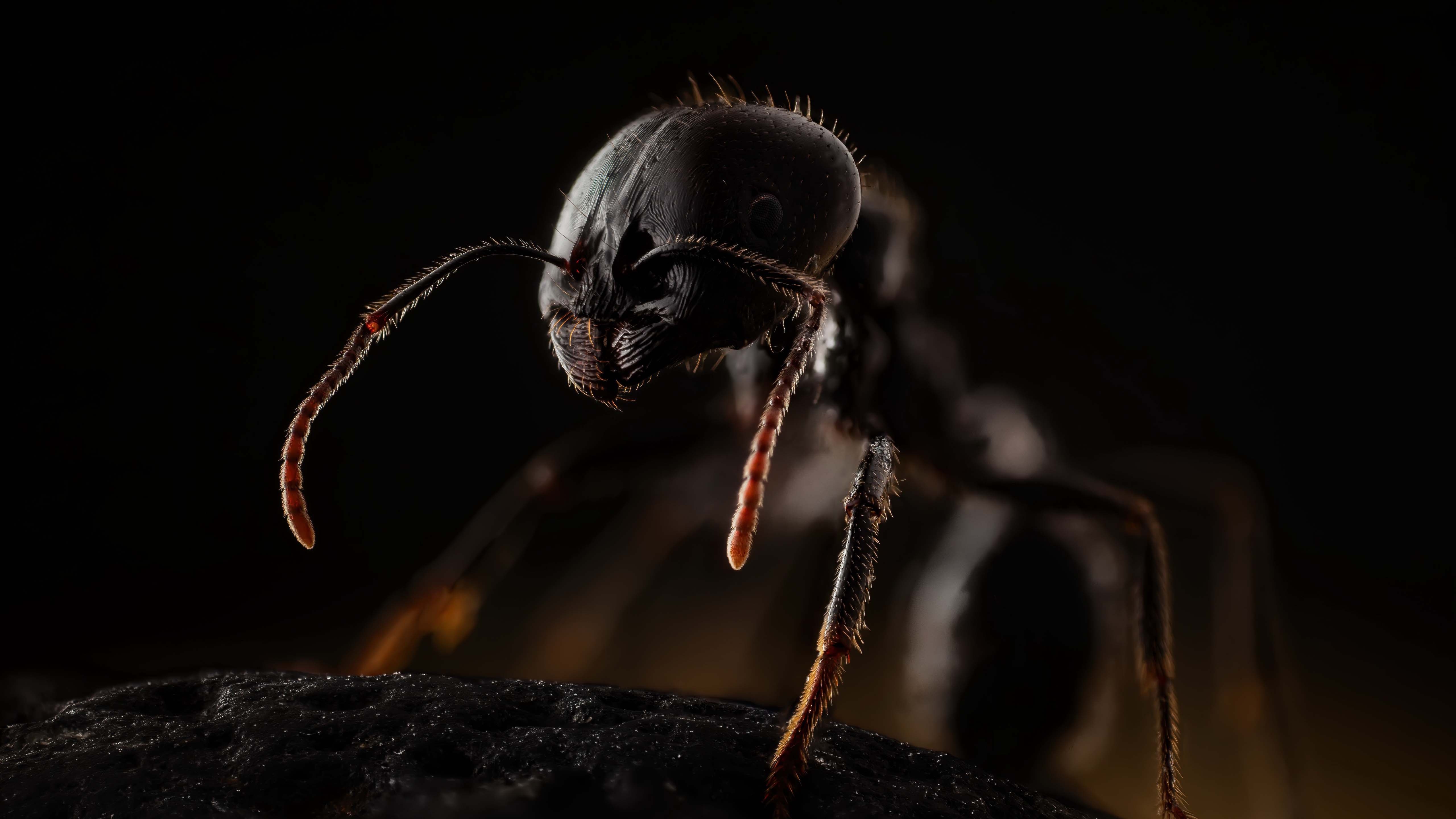 Wallpapers ant macro insects on the desktop