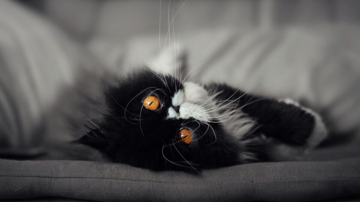 Ленивый котик валяется на диване