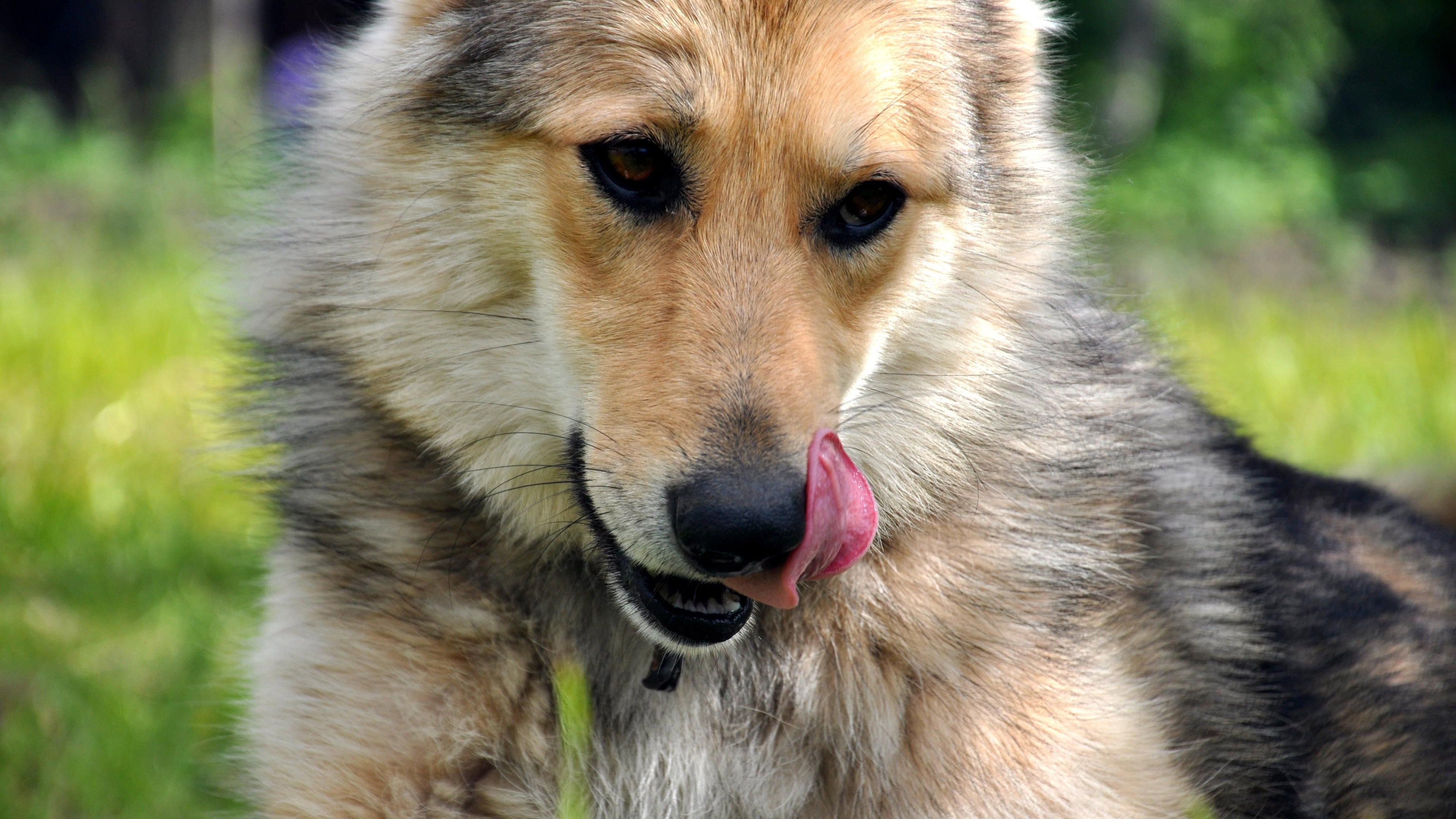 Photo free dog, tongue, muzzle