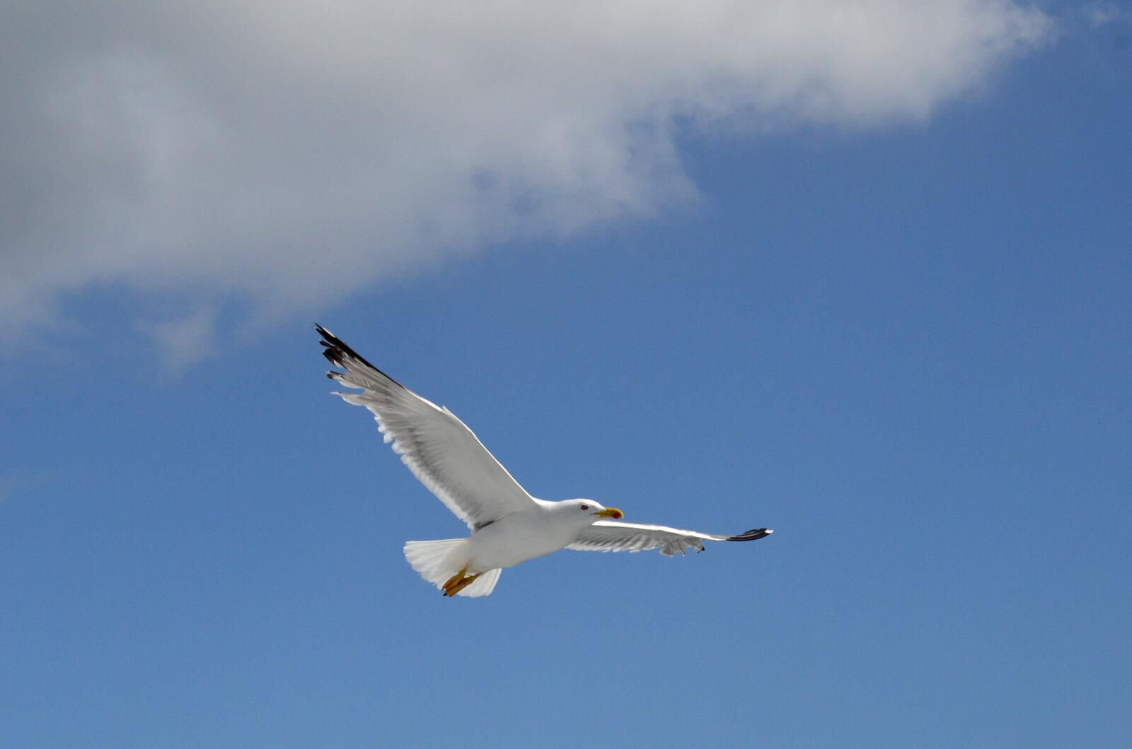 Free photo A seagull in the sky with wings wide open