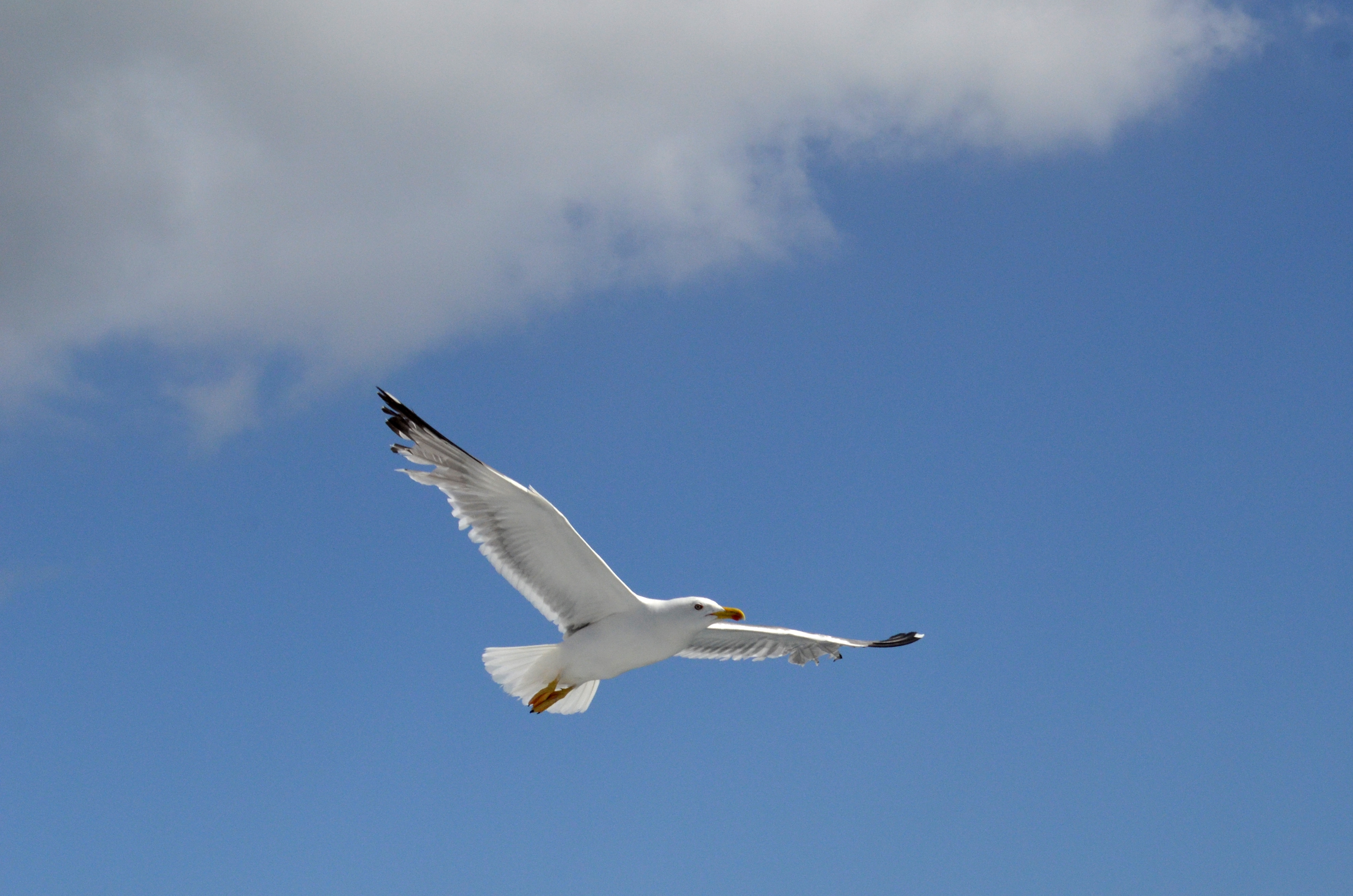 Фото бесплатно чайка, птица, облака