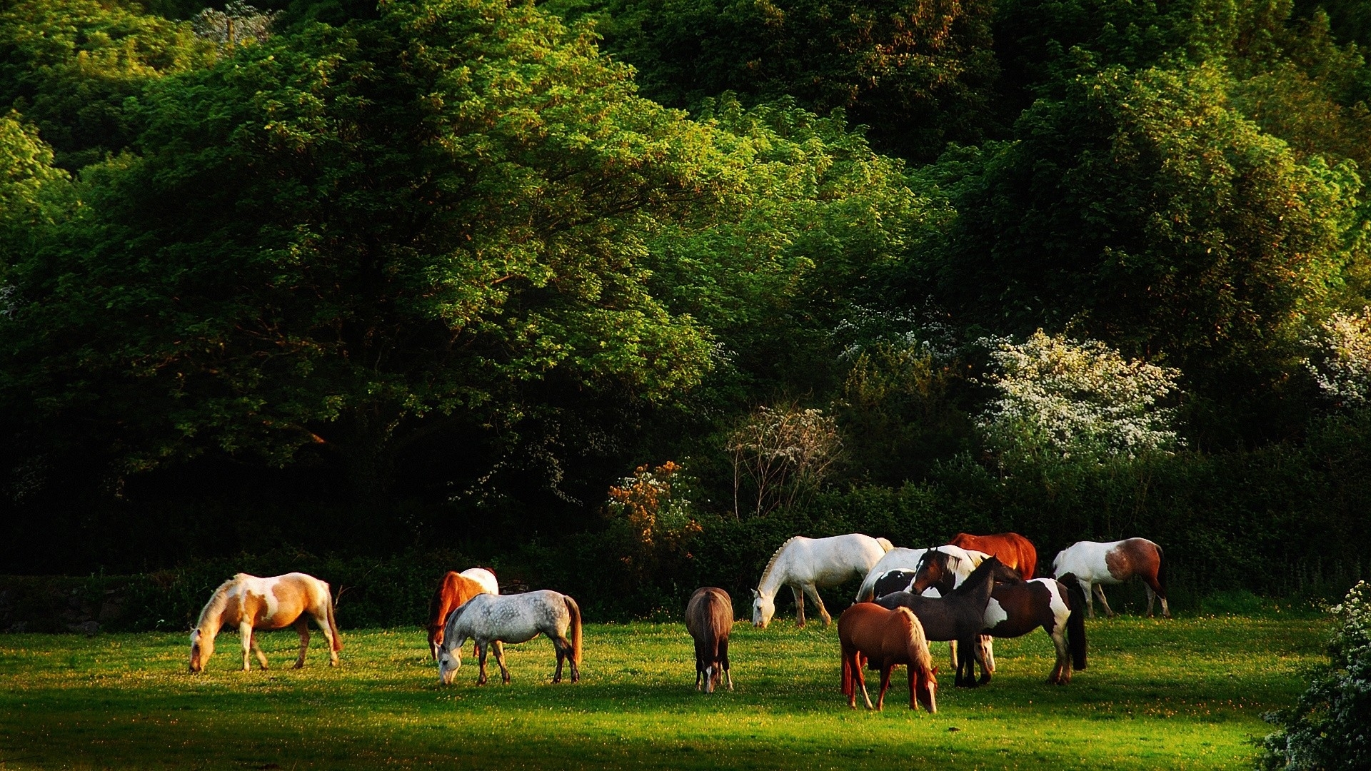 Wallpapers meadow horses cattle on the desktop