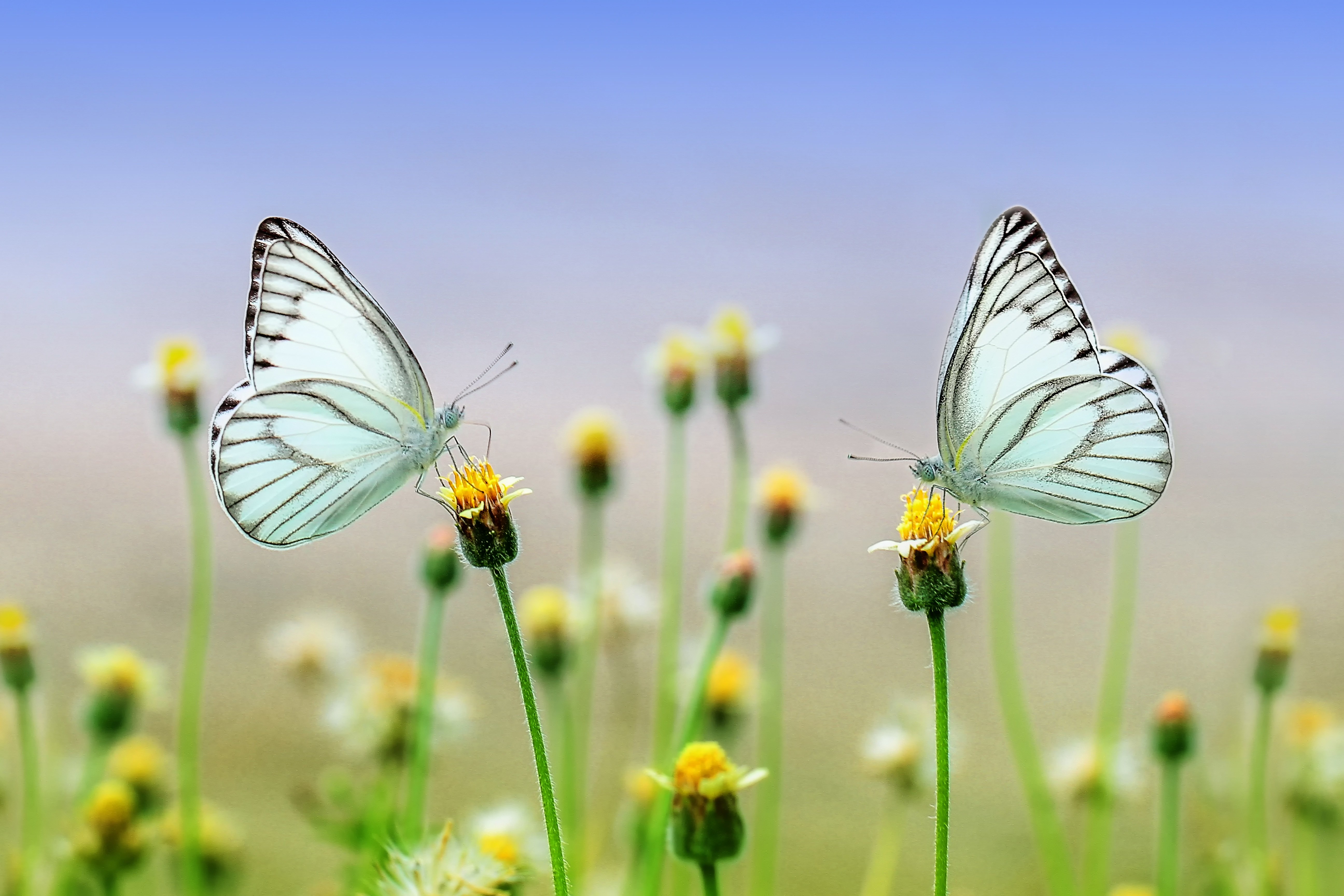 Wallpapers flora insects butterflies on the desktop