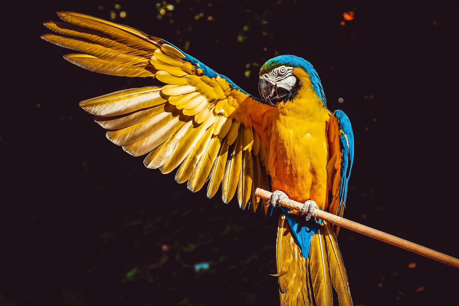 Wallpapers macaw parrot wings a majestic bird spreading wing coloring on the desktop