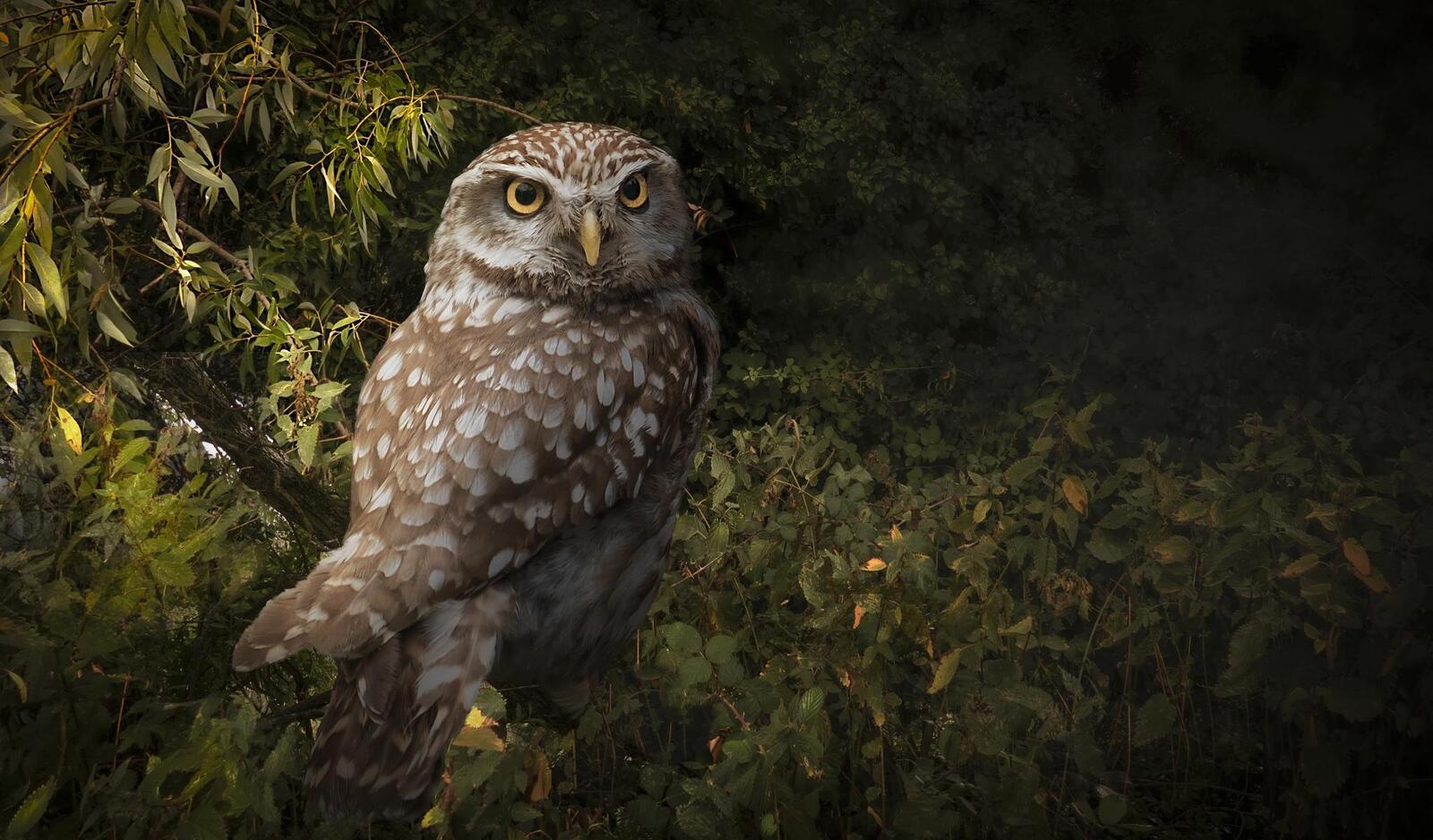 Wallpapers Little owl bird predator on the desktop