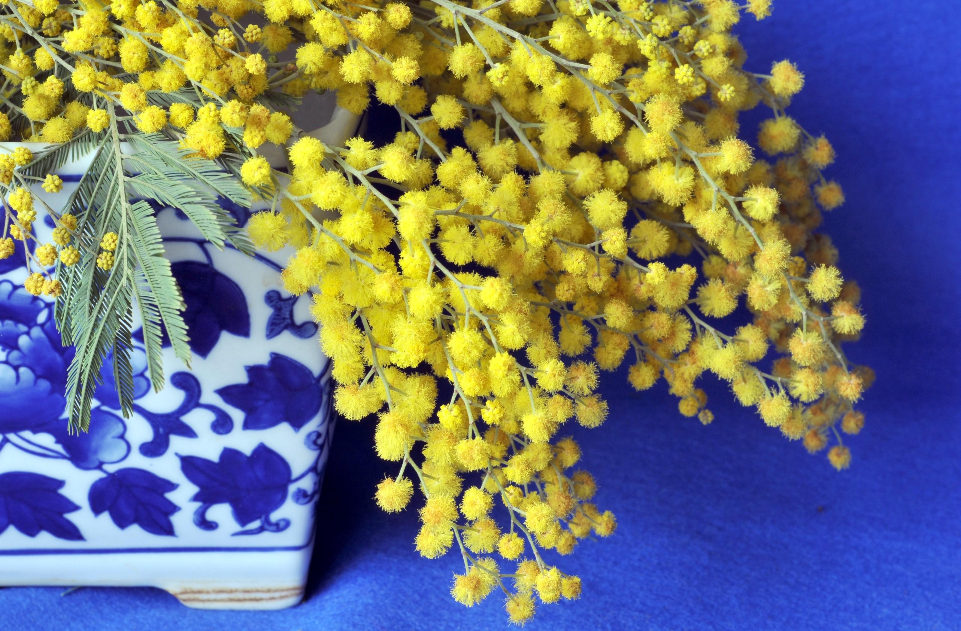 Бесплатное фото Цветы мимозы