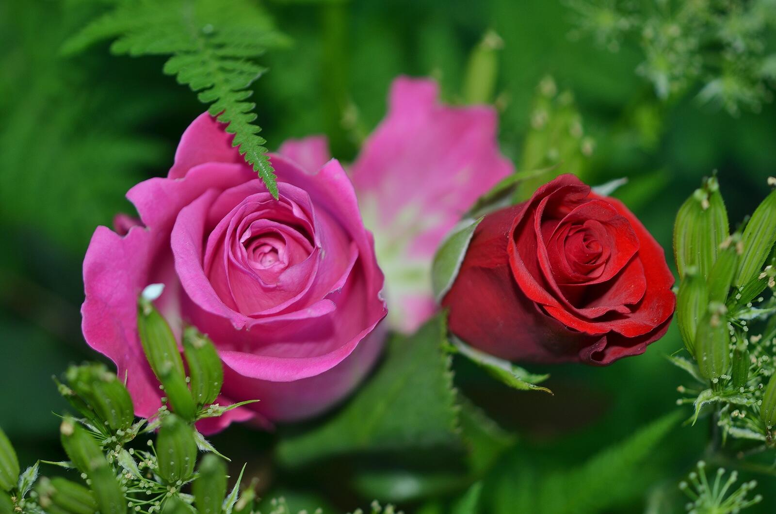 桌面上的壁纸玫瑰 多彩 花卉
