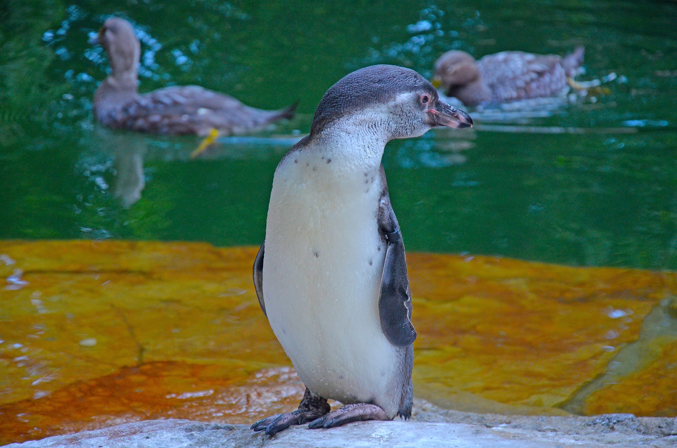 Фото бесплатно дикая природа, пингвин, бесплодная птица