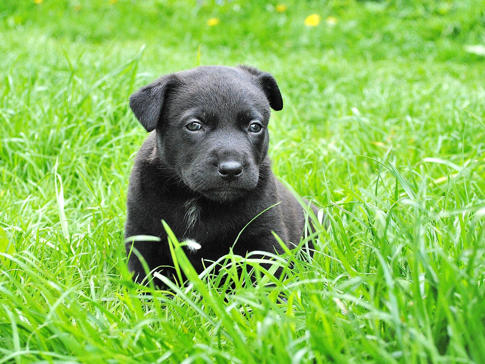 Бесплатное фото Маленький песик прячется в зеленой траве