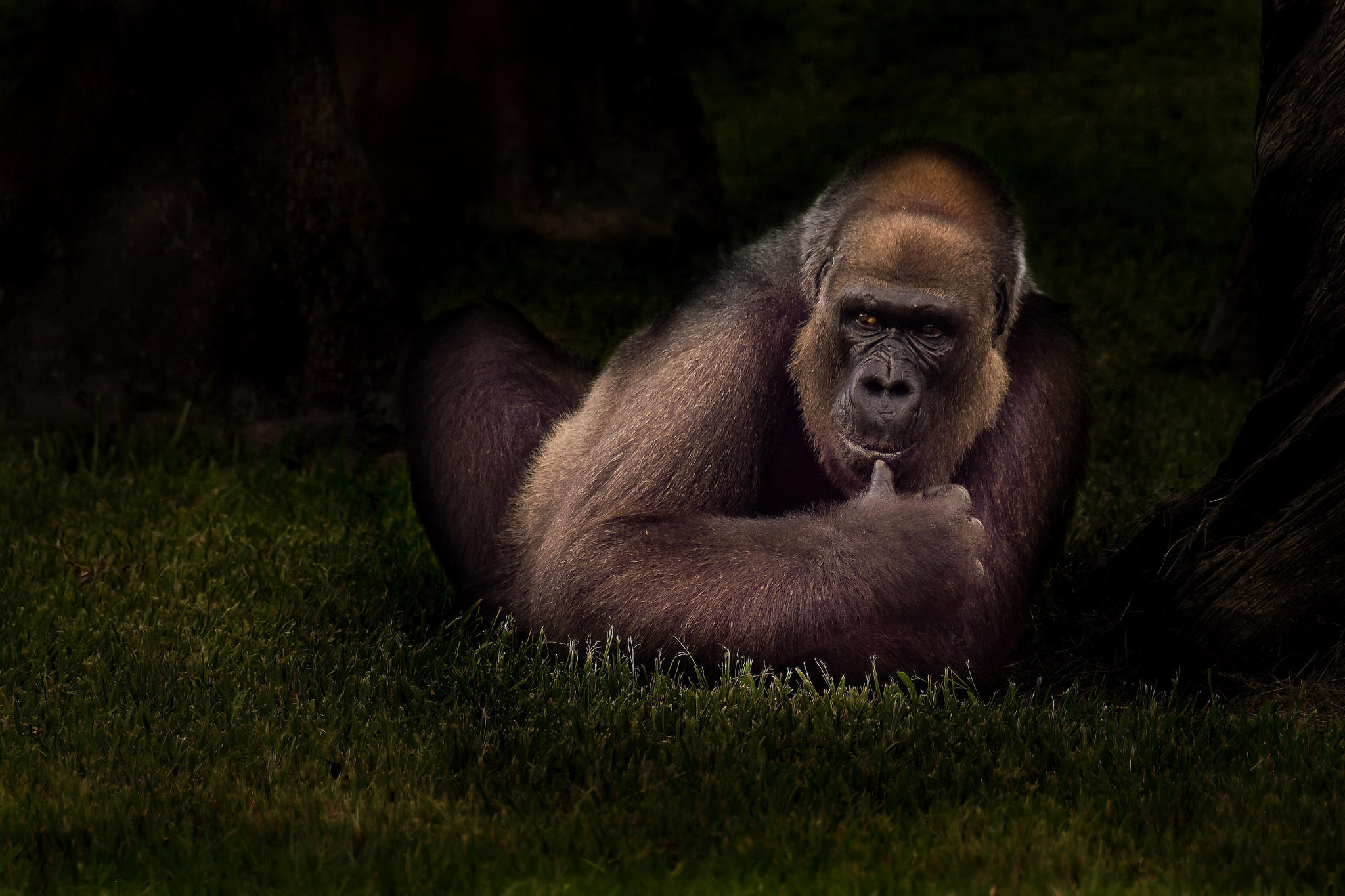 Wallpapers animal monkey orangutan on the desktop