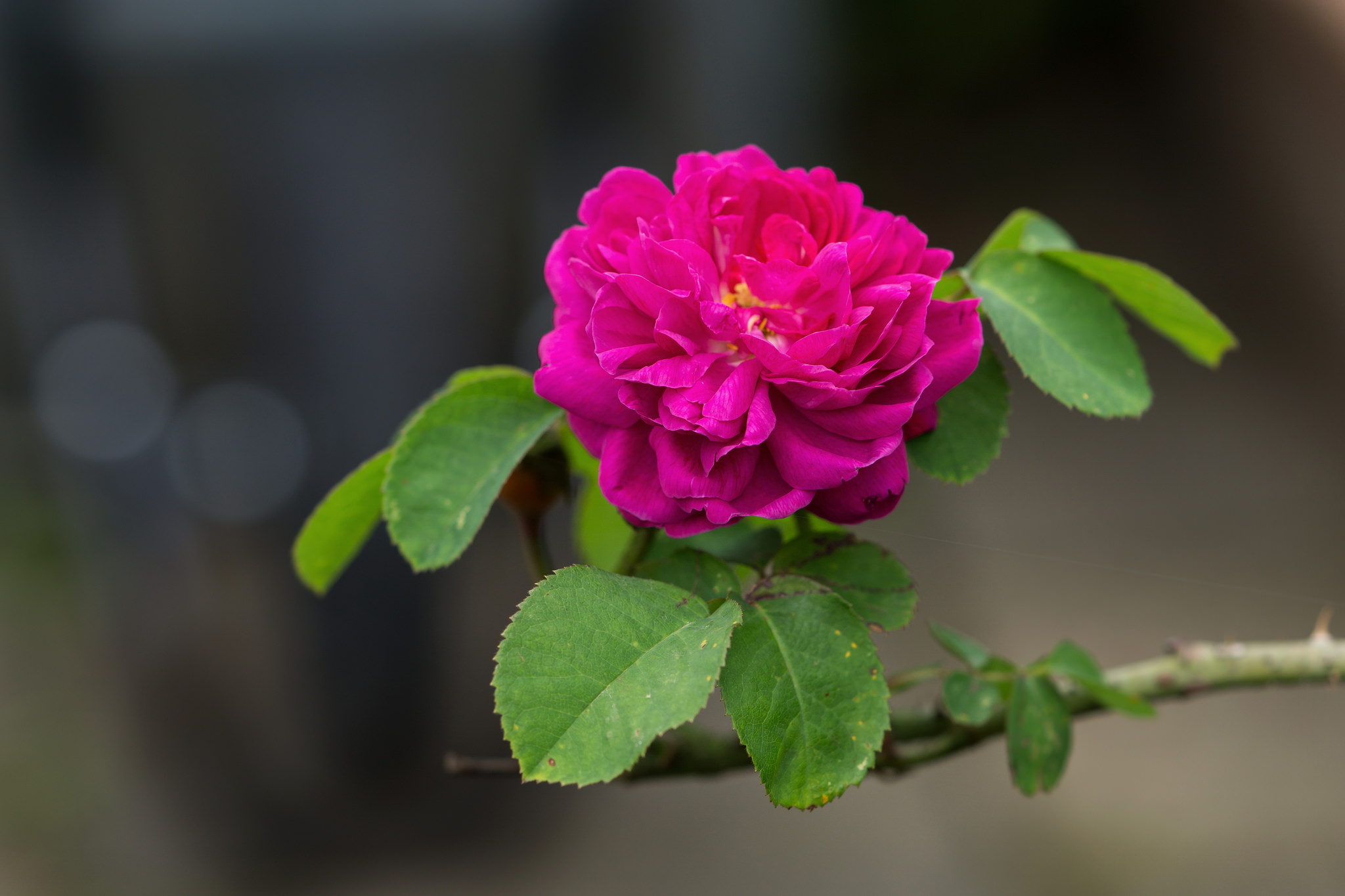 Обои розы флора розовый цветок на рабочий стол