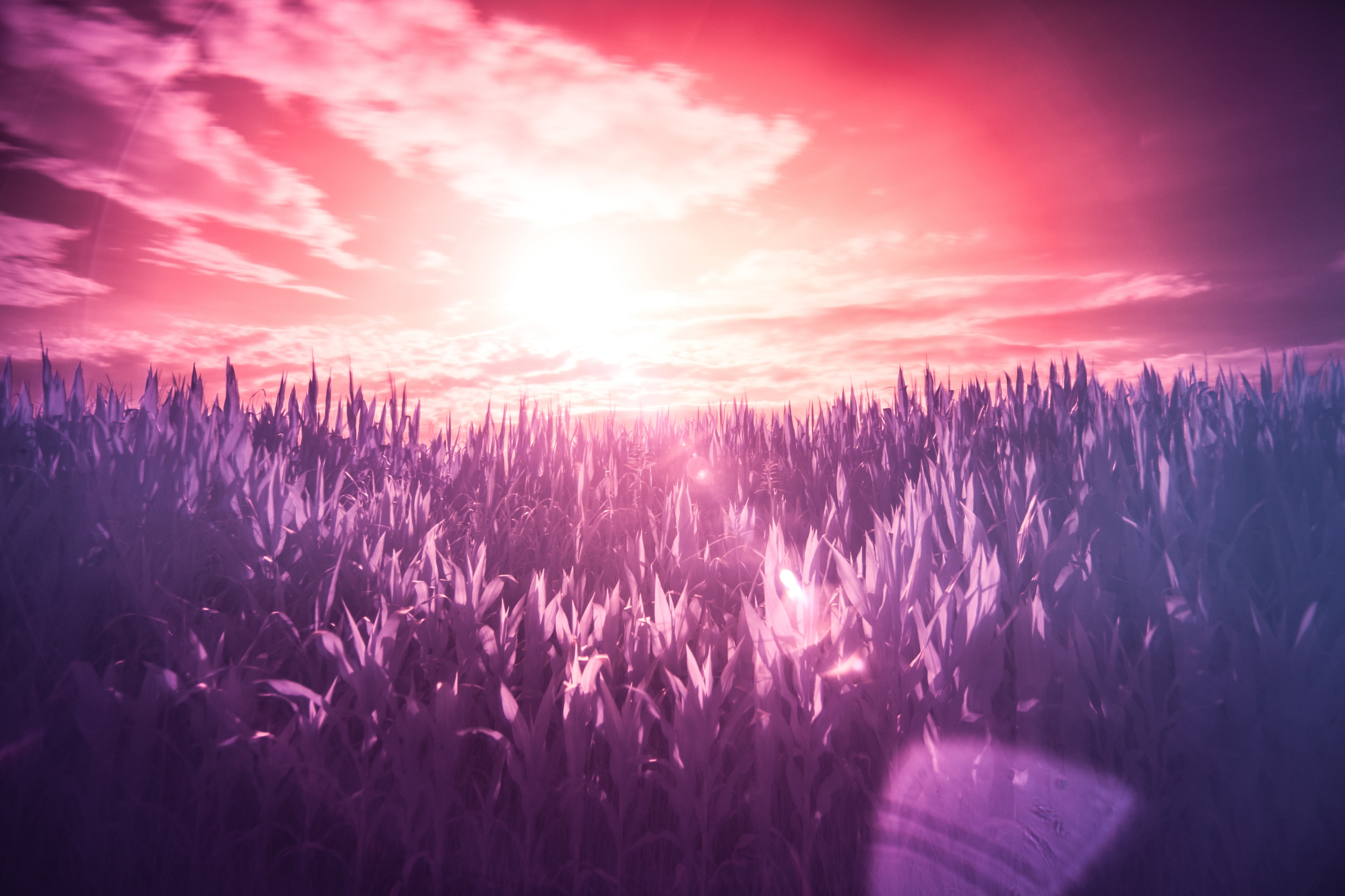 Розовое небо поле