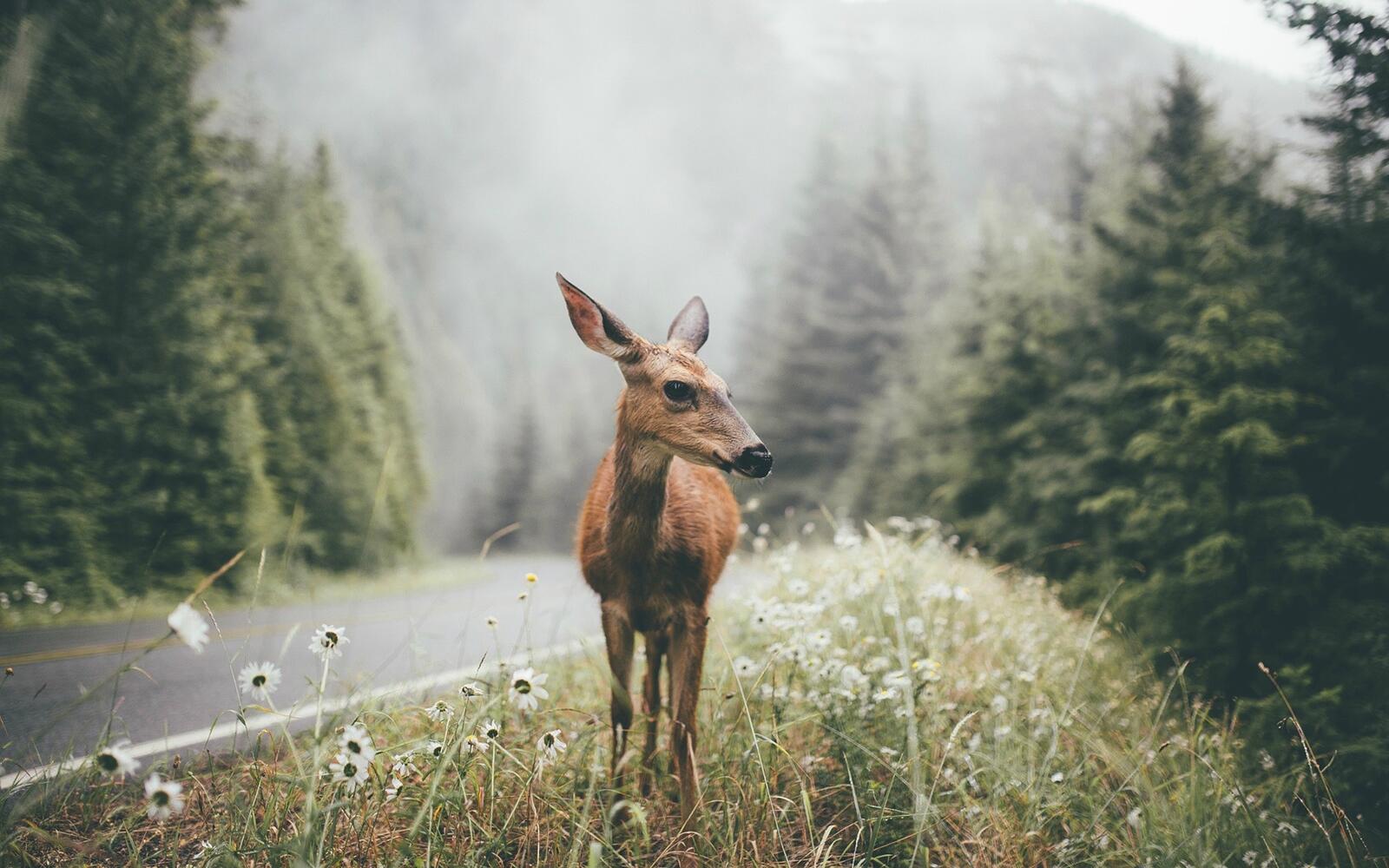 Бесплатное фото Молодой олень идет вдоль дороги