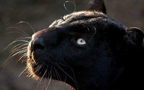 усы черная кошка нос