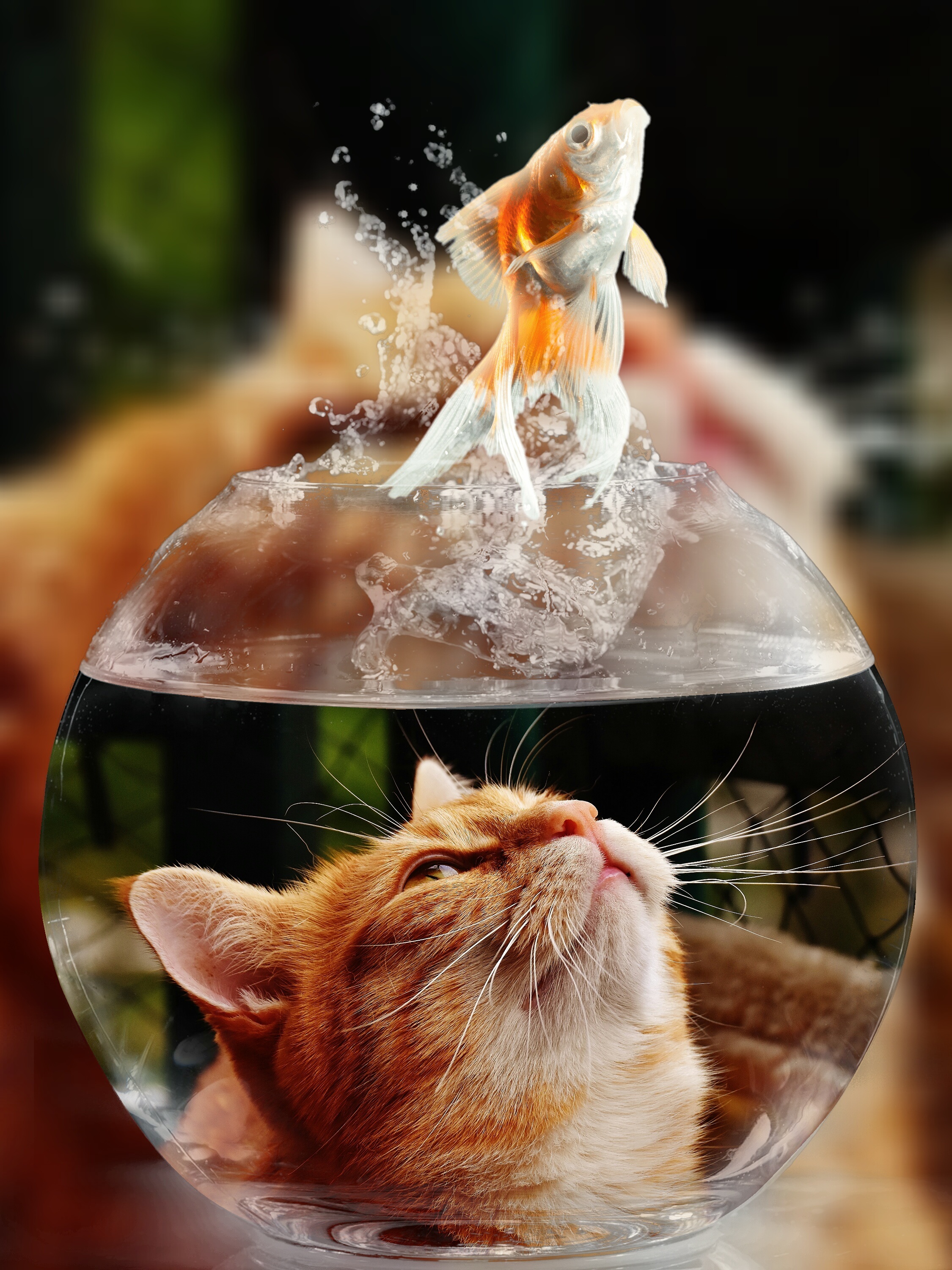 Wallpapers cat goldfish glass on the desktop
