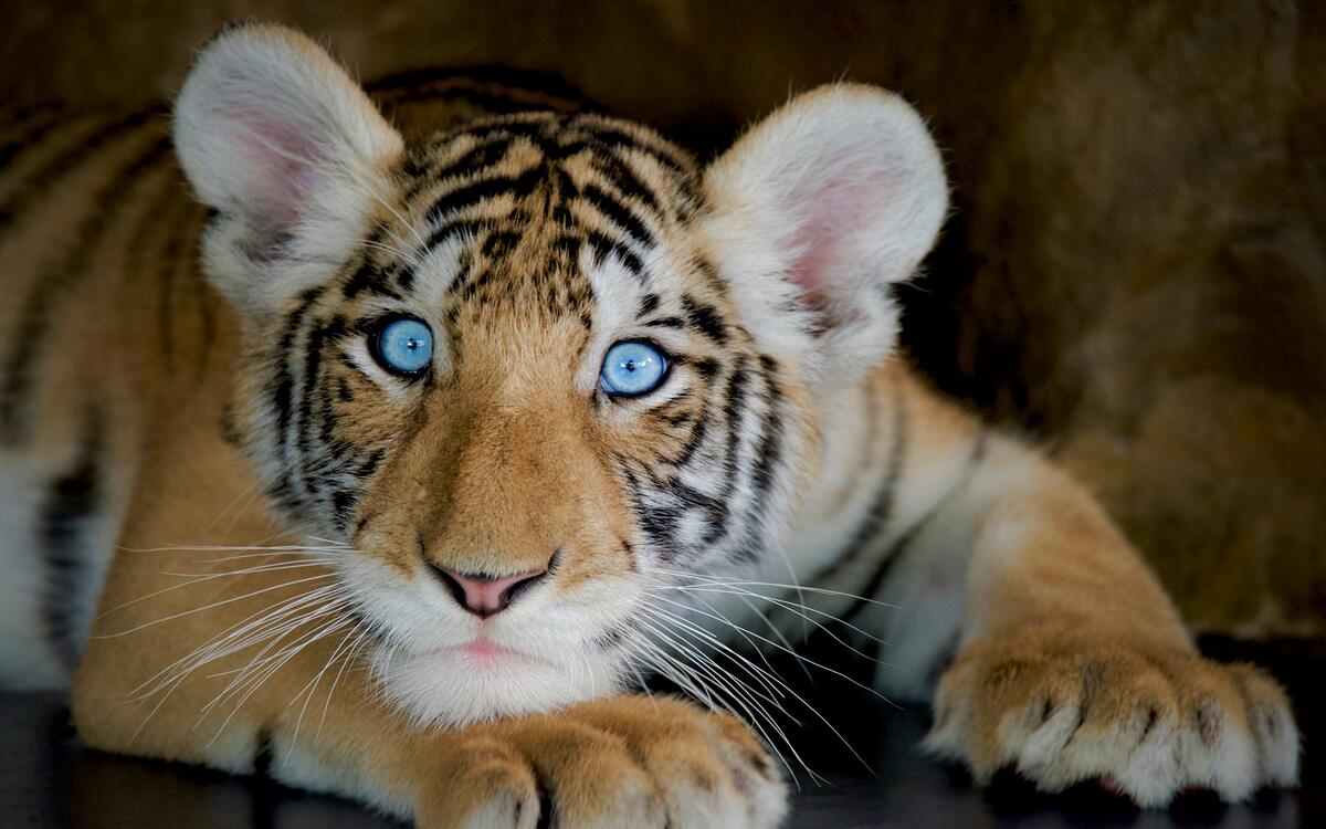 Tiger cub with blue eyes