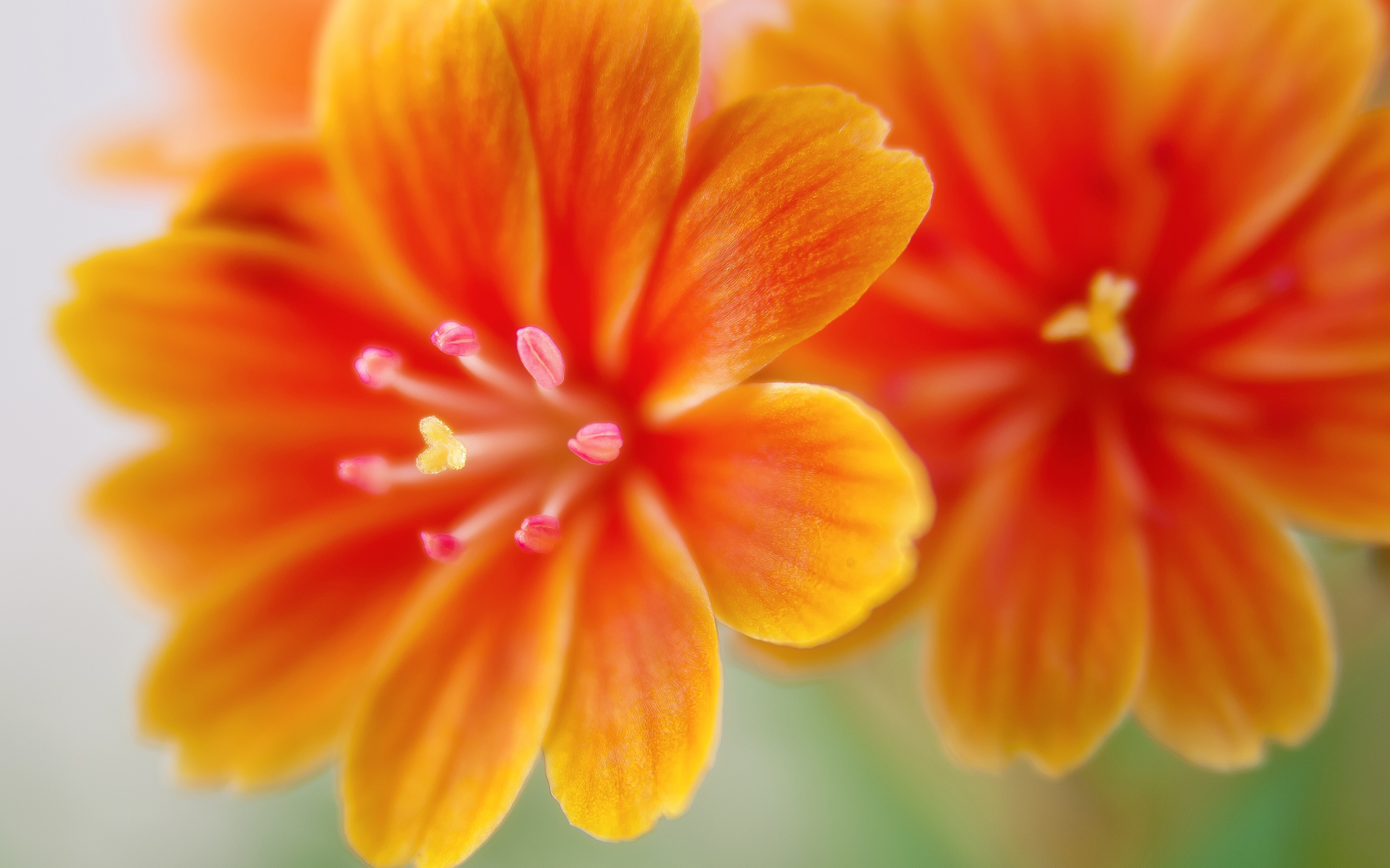 Flowers with orange petals