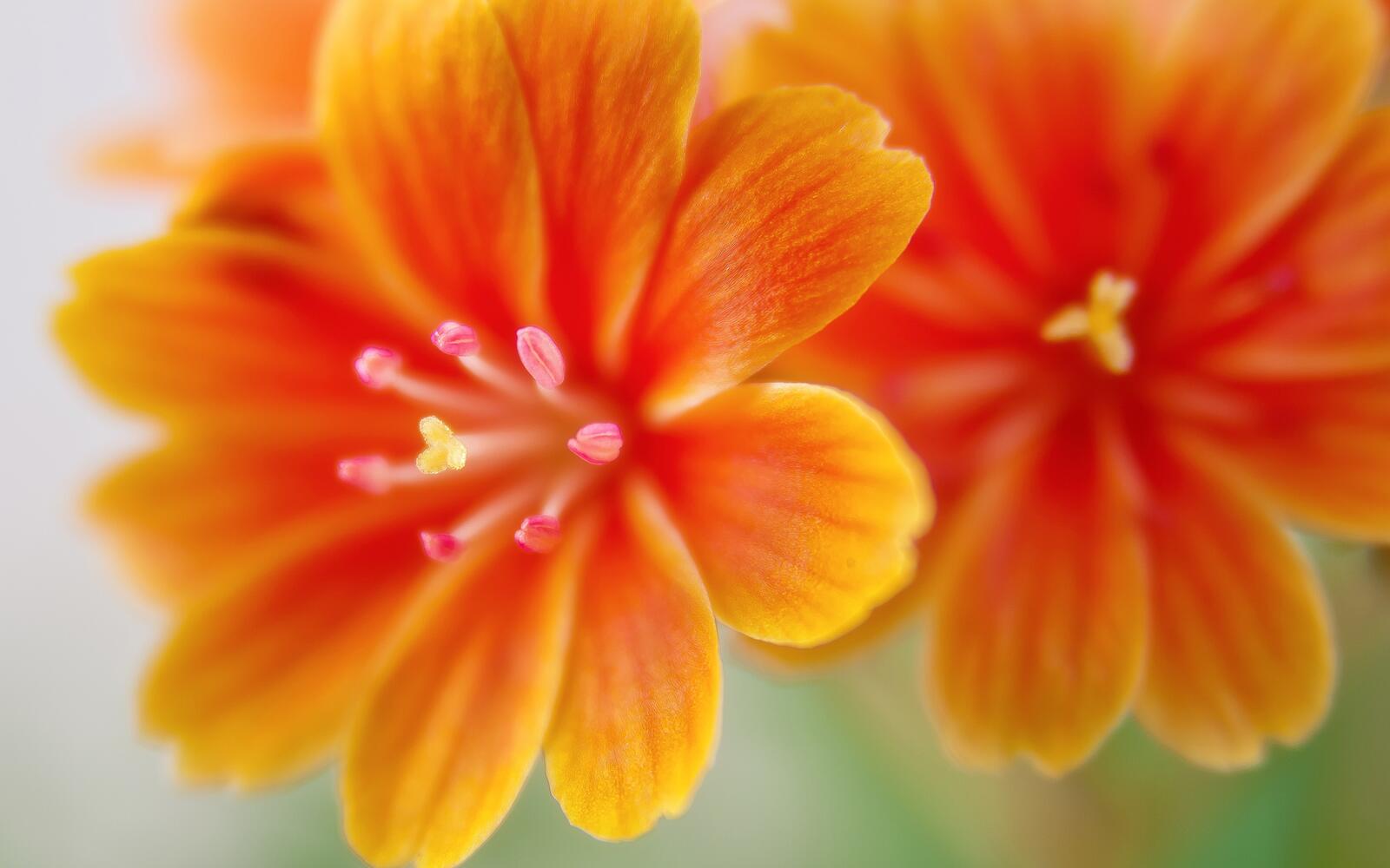 Free photo Flowers with orange petals