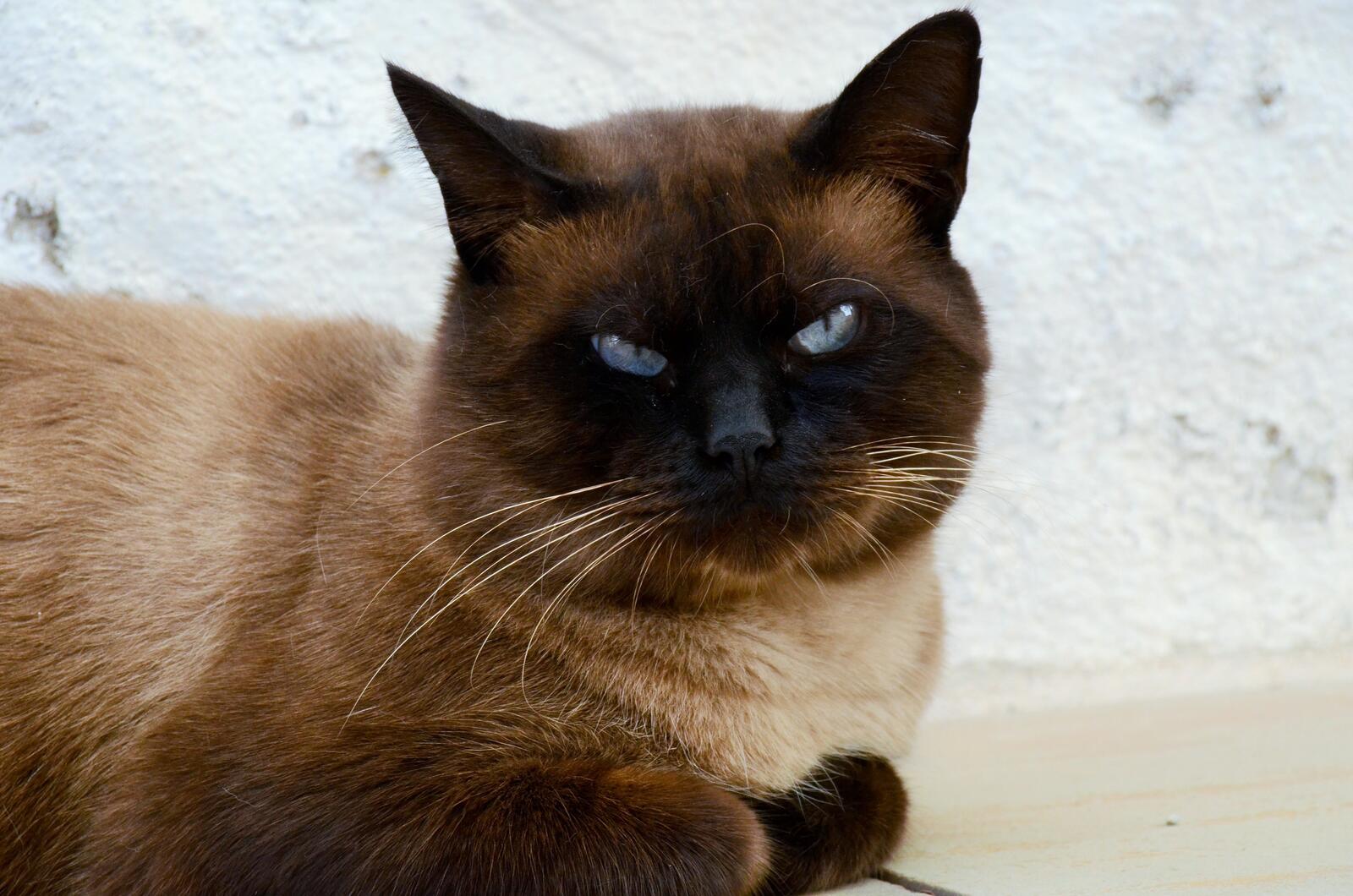 Обои обои сиамская кошка гневное выражение кошки на рабочий стол