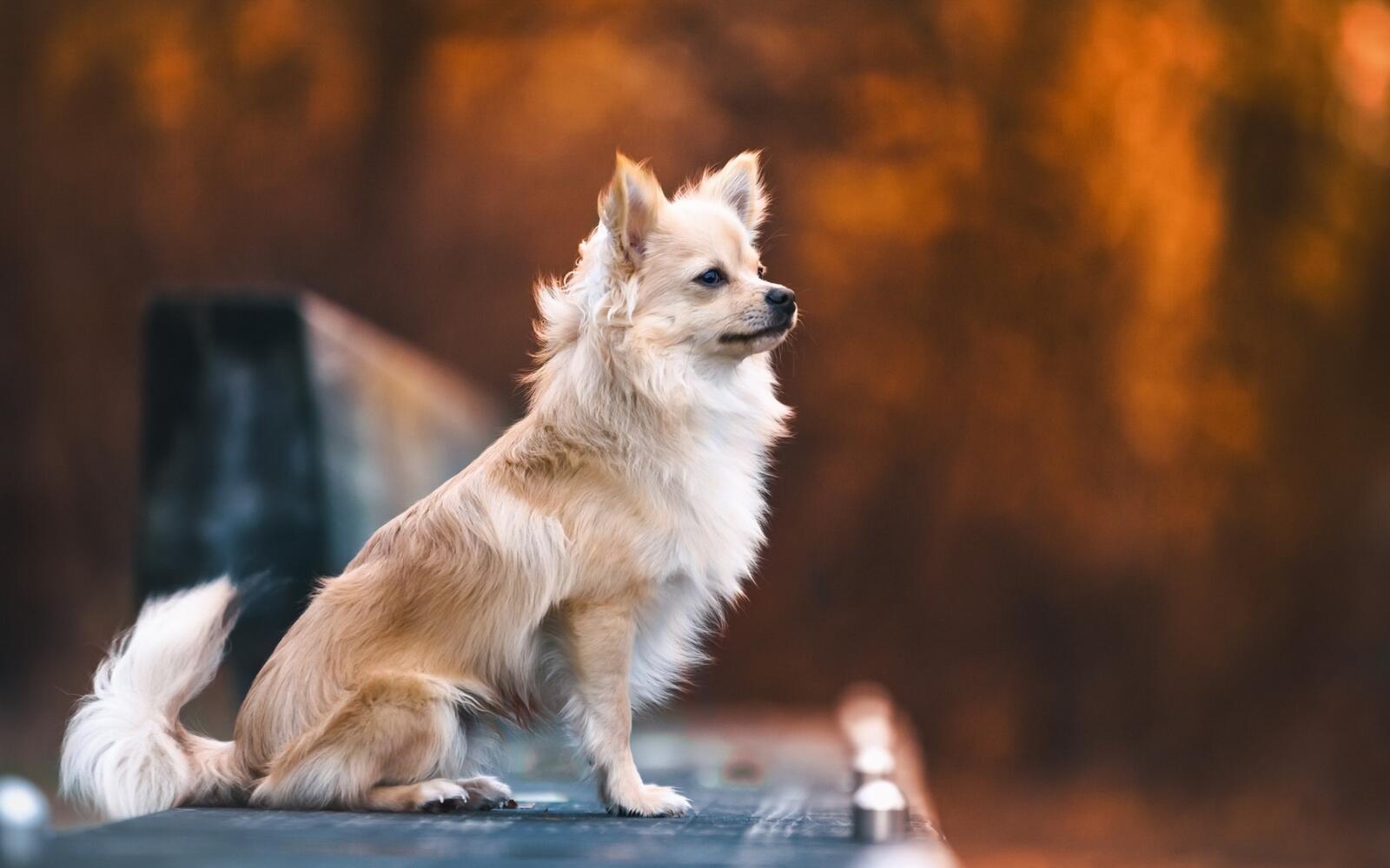 Бесплатное фото Маленький пес сидит и ждет хозяина
