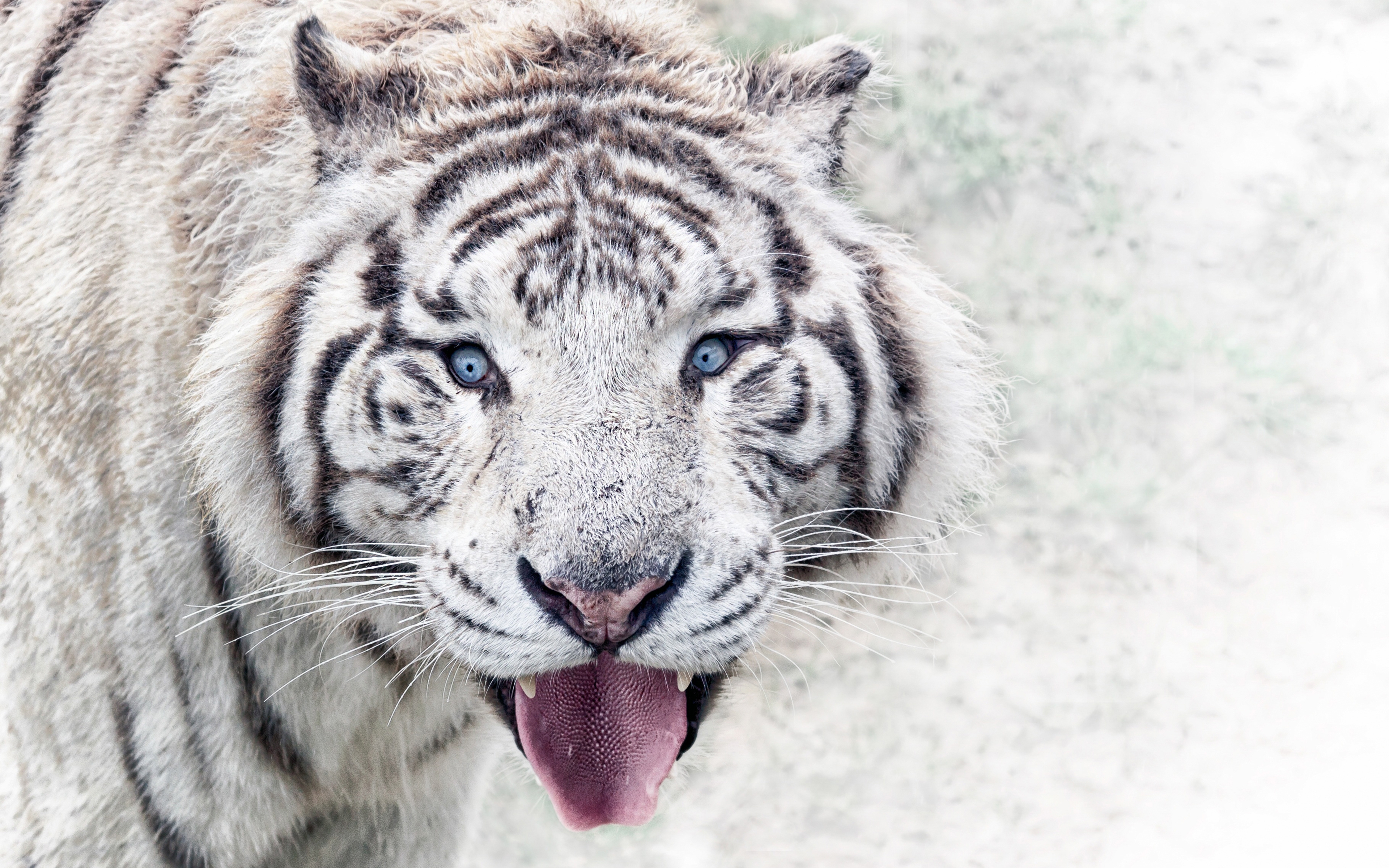 Фото бесплатно белый тигр, величественная, Сибирский тигр