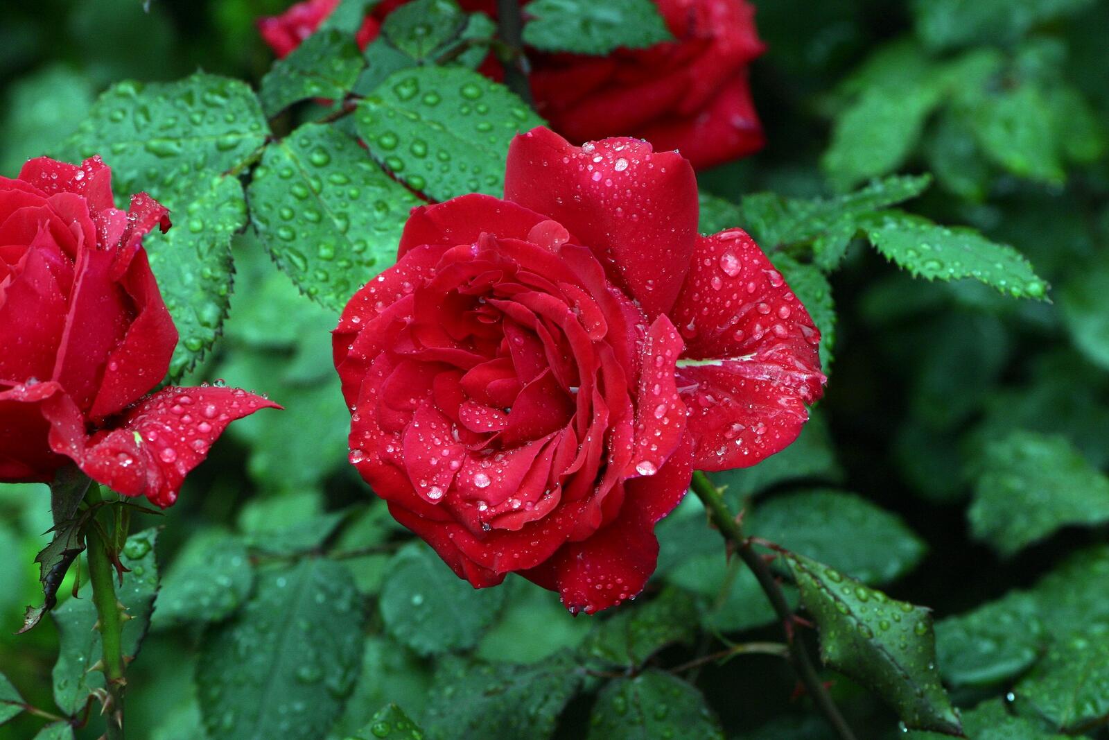 Обои красная роза лепестки капли воды на рабочий стол
