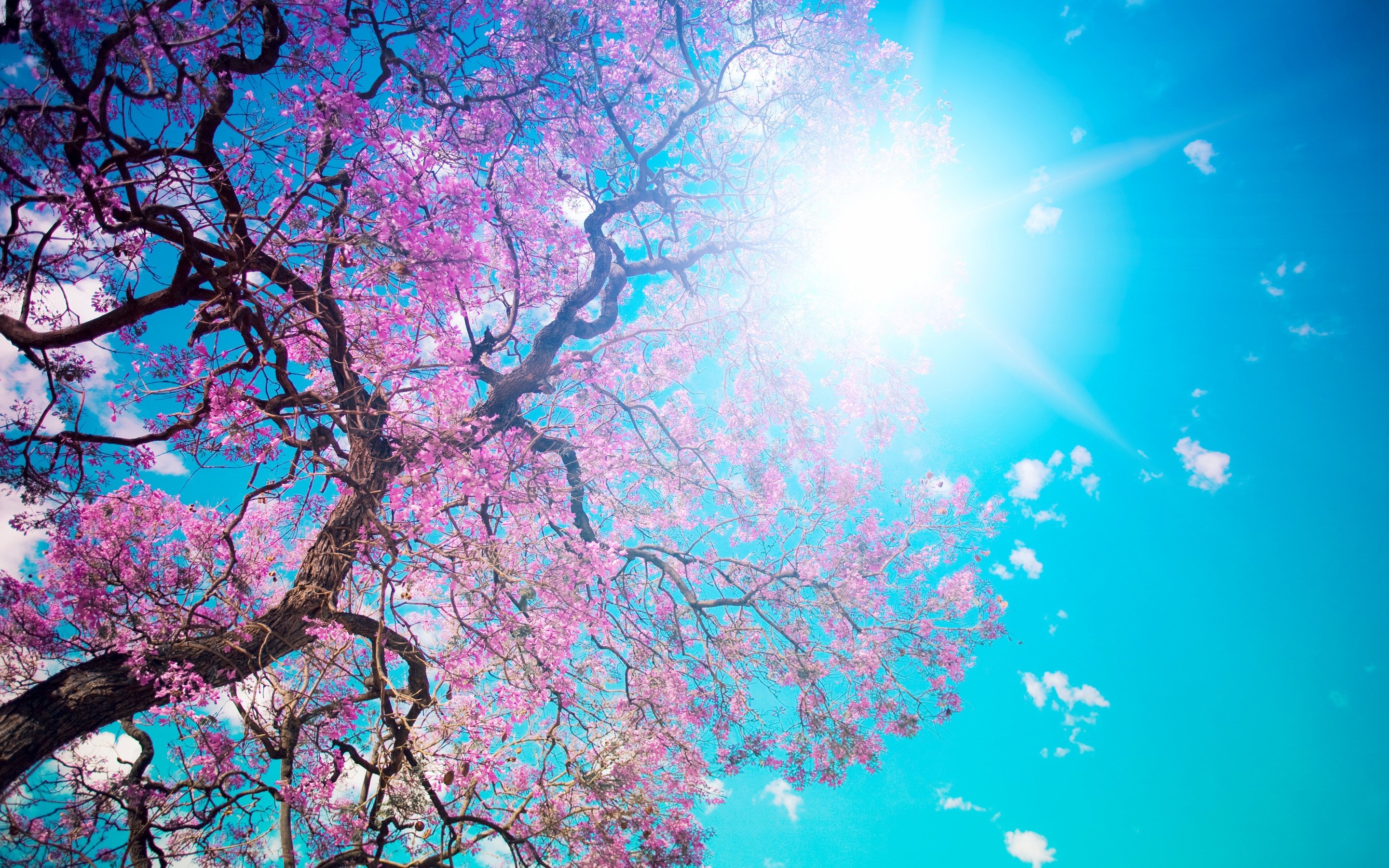 Wallpapers cherry blossom sky sun light on the desktop