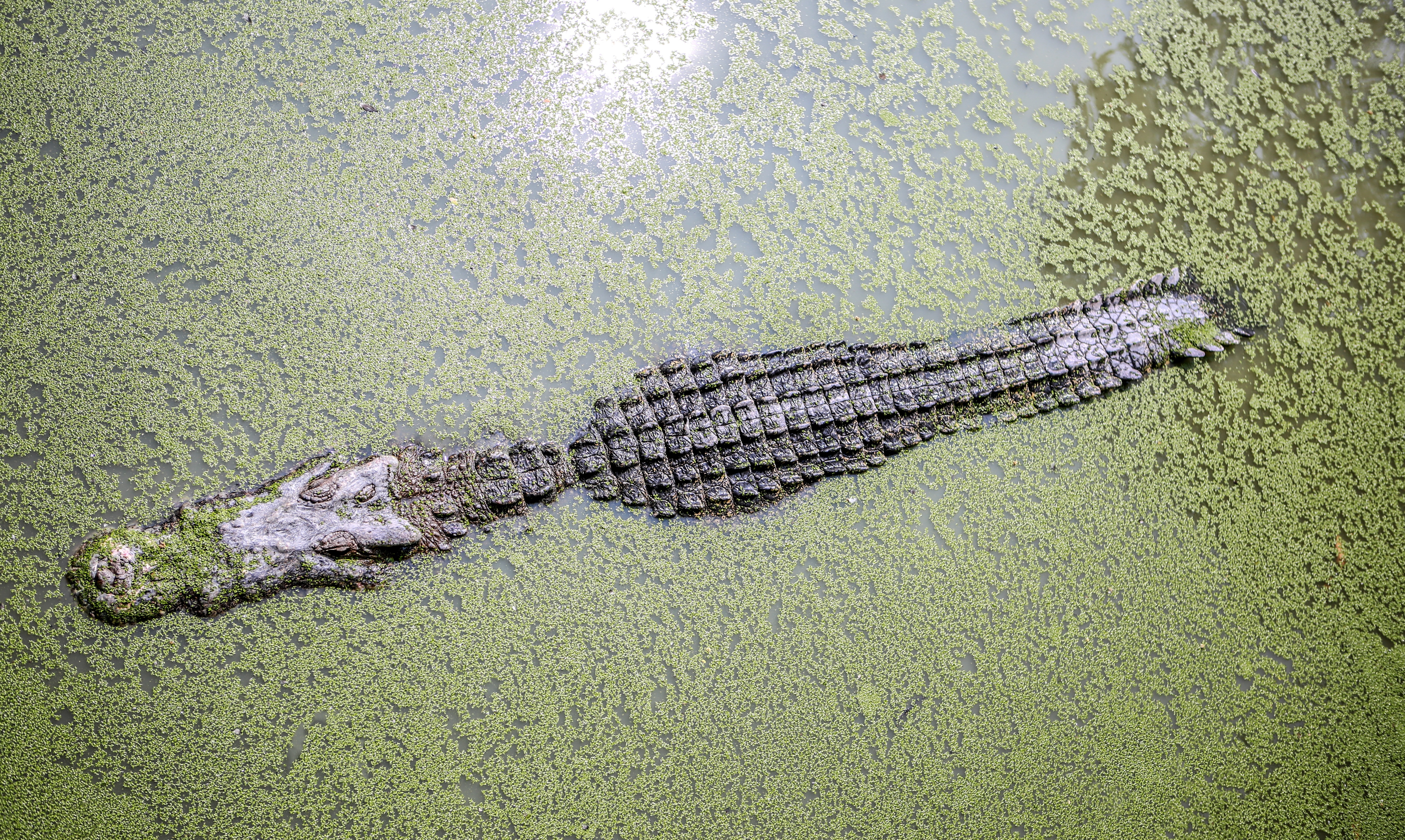 Фото бесплатно крокодил, болото, вид сверху