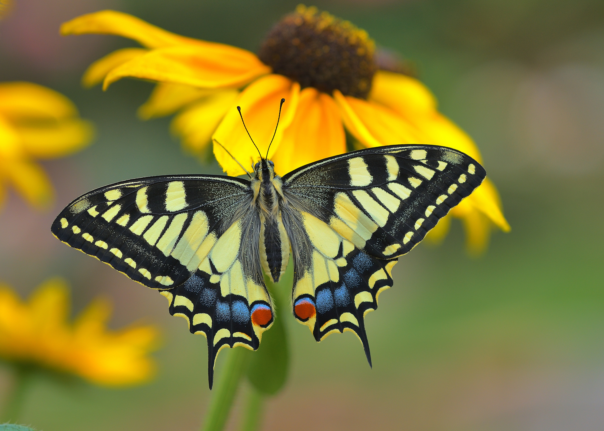 Желтая бабочка на белом фоне картинка