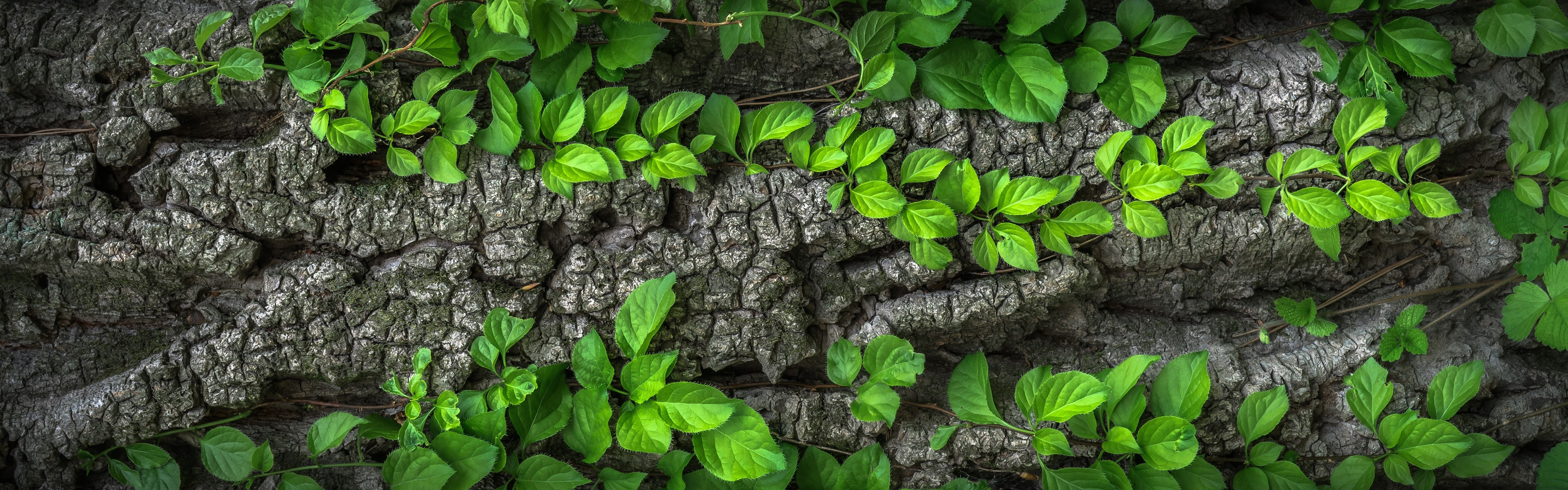 Wallpapers leaves green leaves wallpaper tree body on the desktop