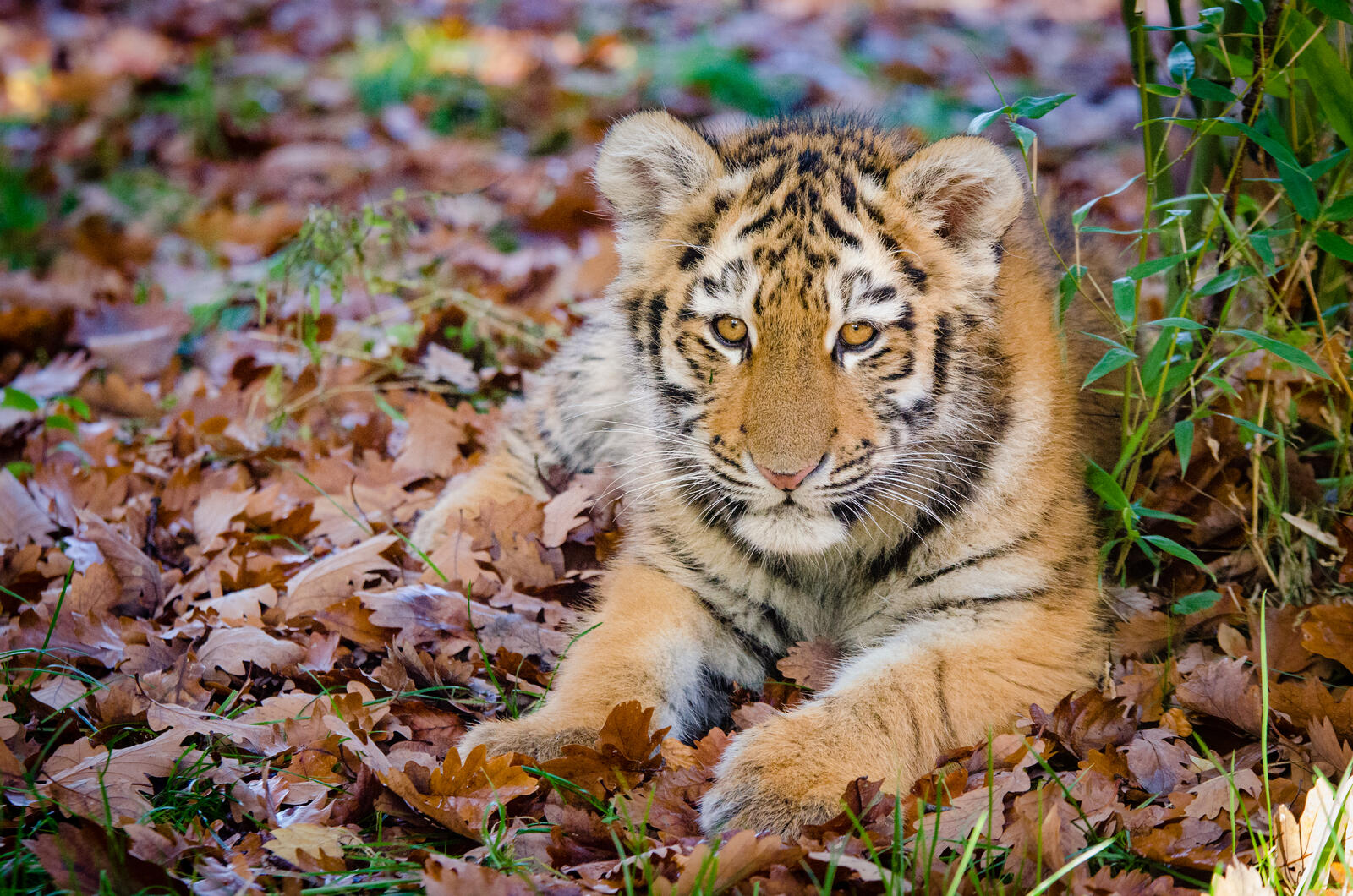 Wallpapers tiger cub lying leaves on the desktop