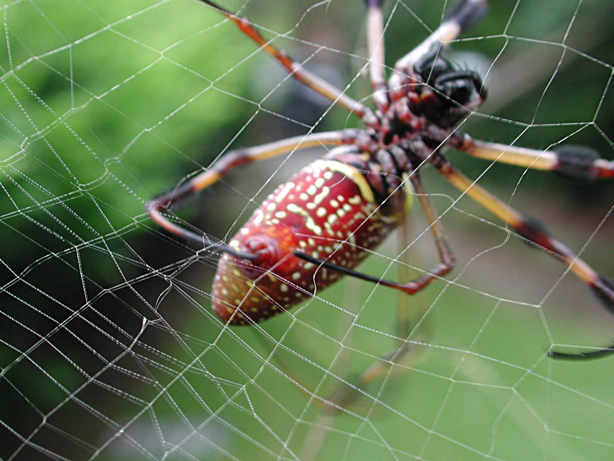 Фото бесплатно паутина, создание сети, насекомое