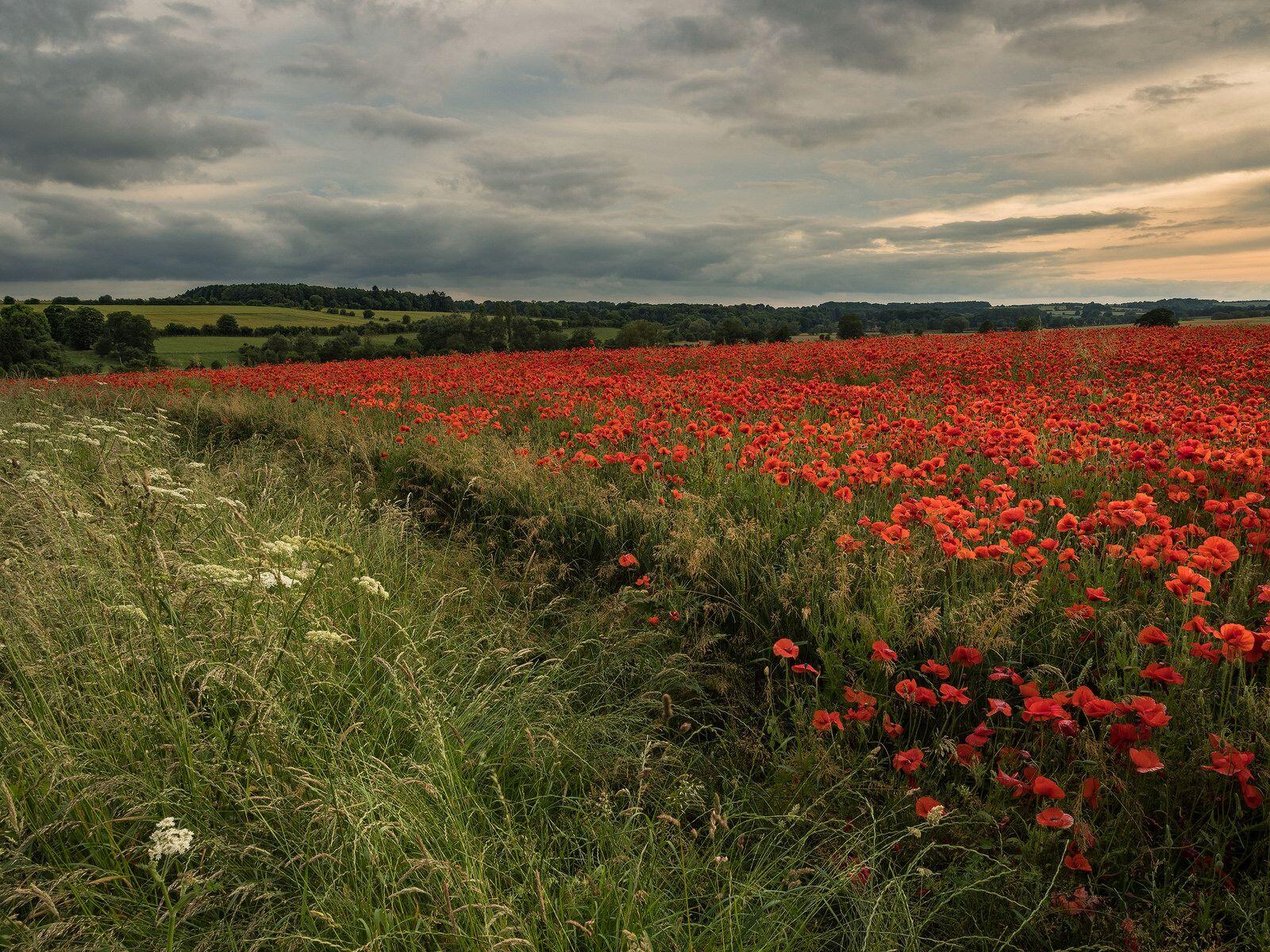 Wallpapers landscape poppies sunset on the desktop