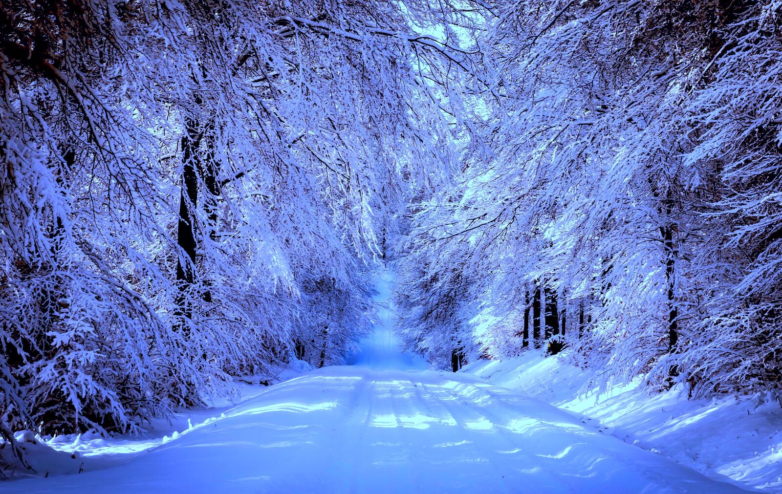 Free photo Beautiful wallpaper winter, road, forest