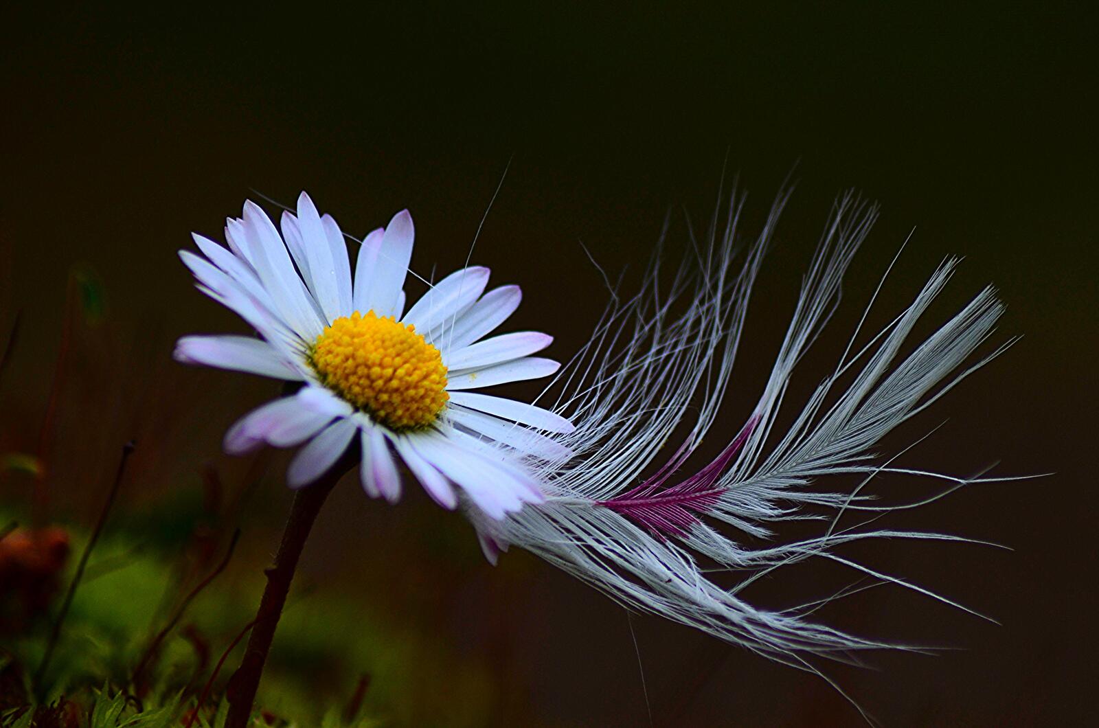 Wallpapers flower daisy feather on the desktop