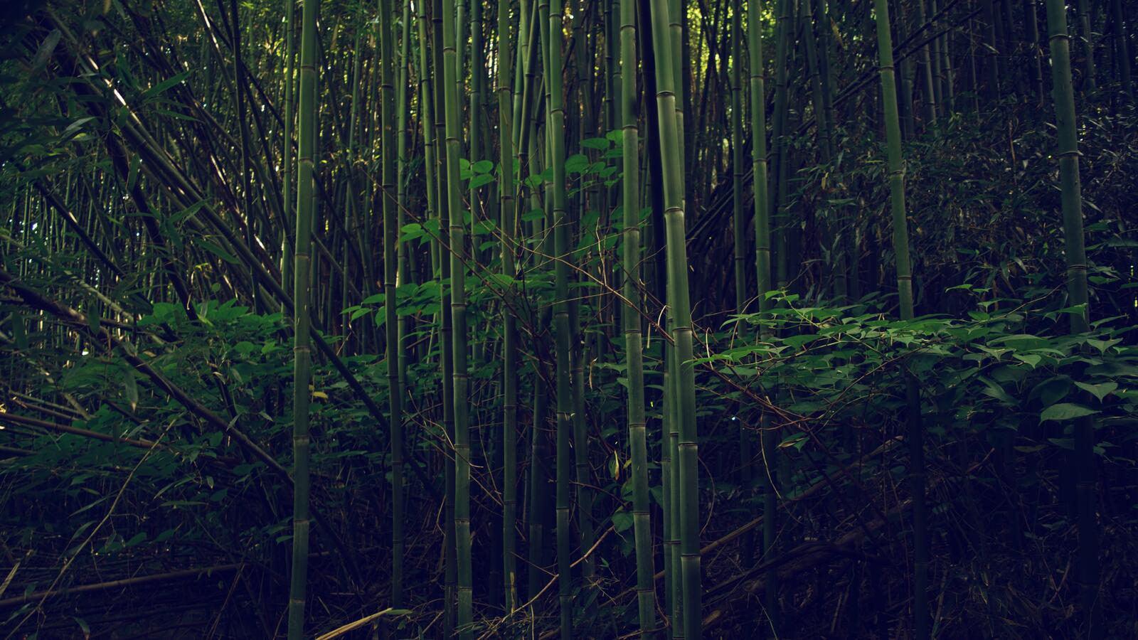 Обои природа лес обои бамбук на рабочий стол