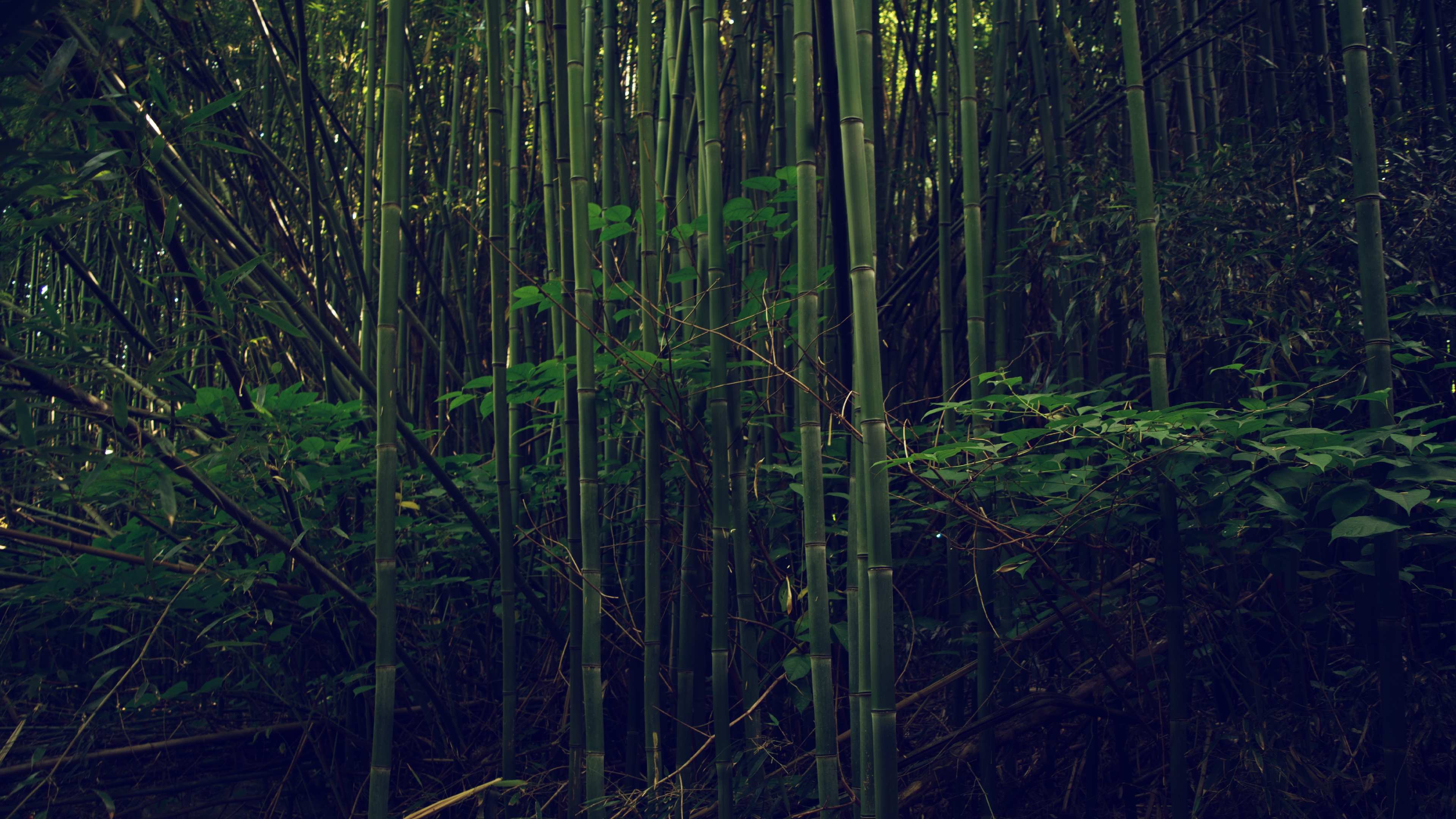 Wallpapers nature forest wallpaper bamboo on the desktop