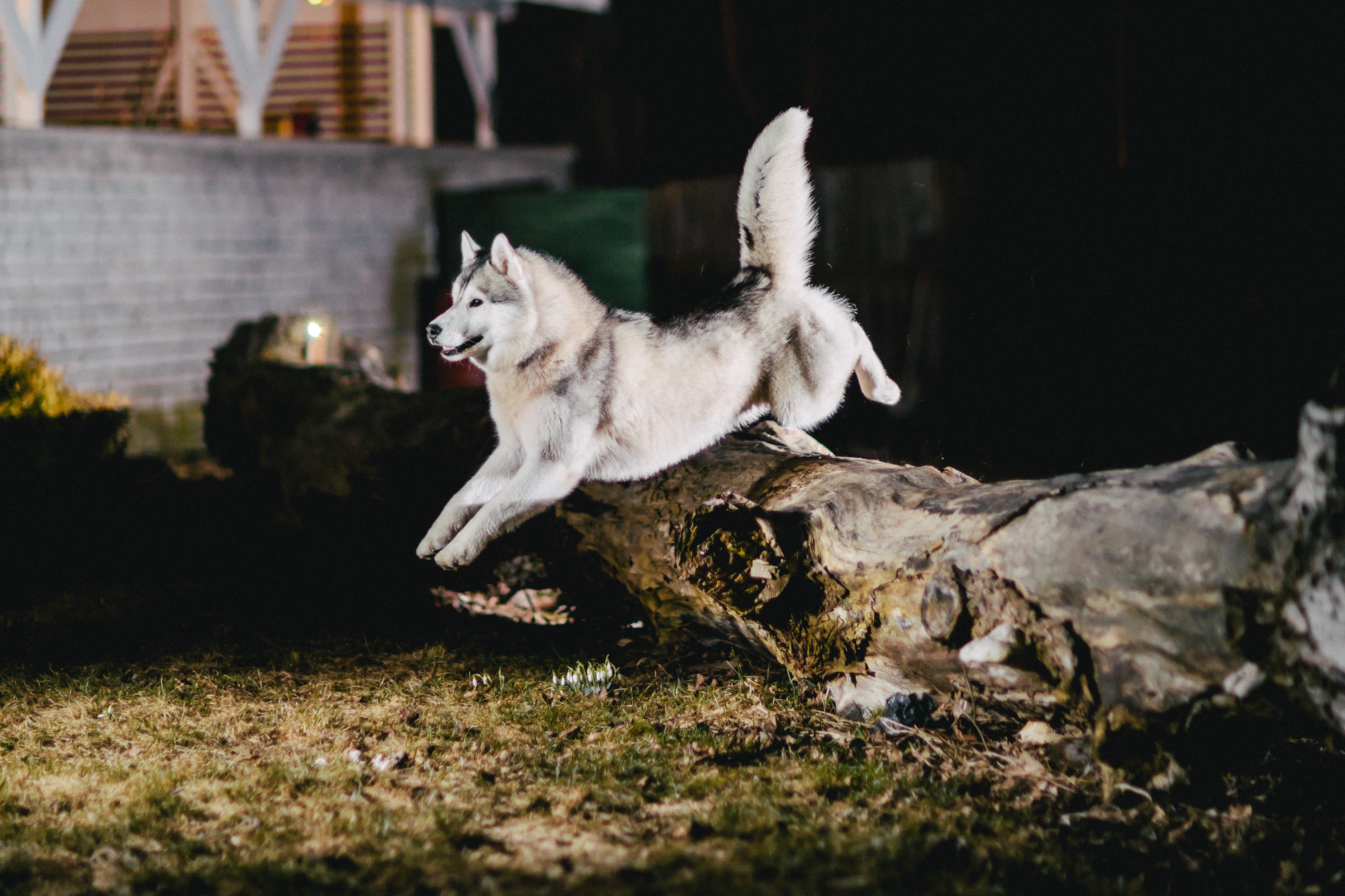 Фото бесплатно хаски, прыгать, собака