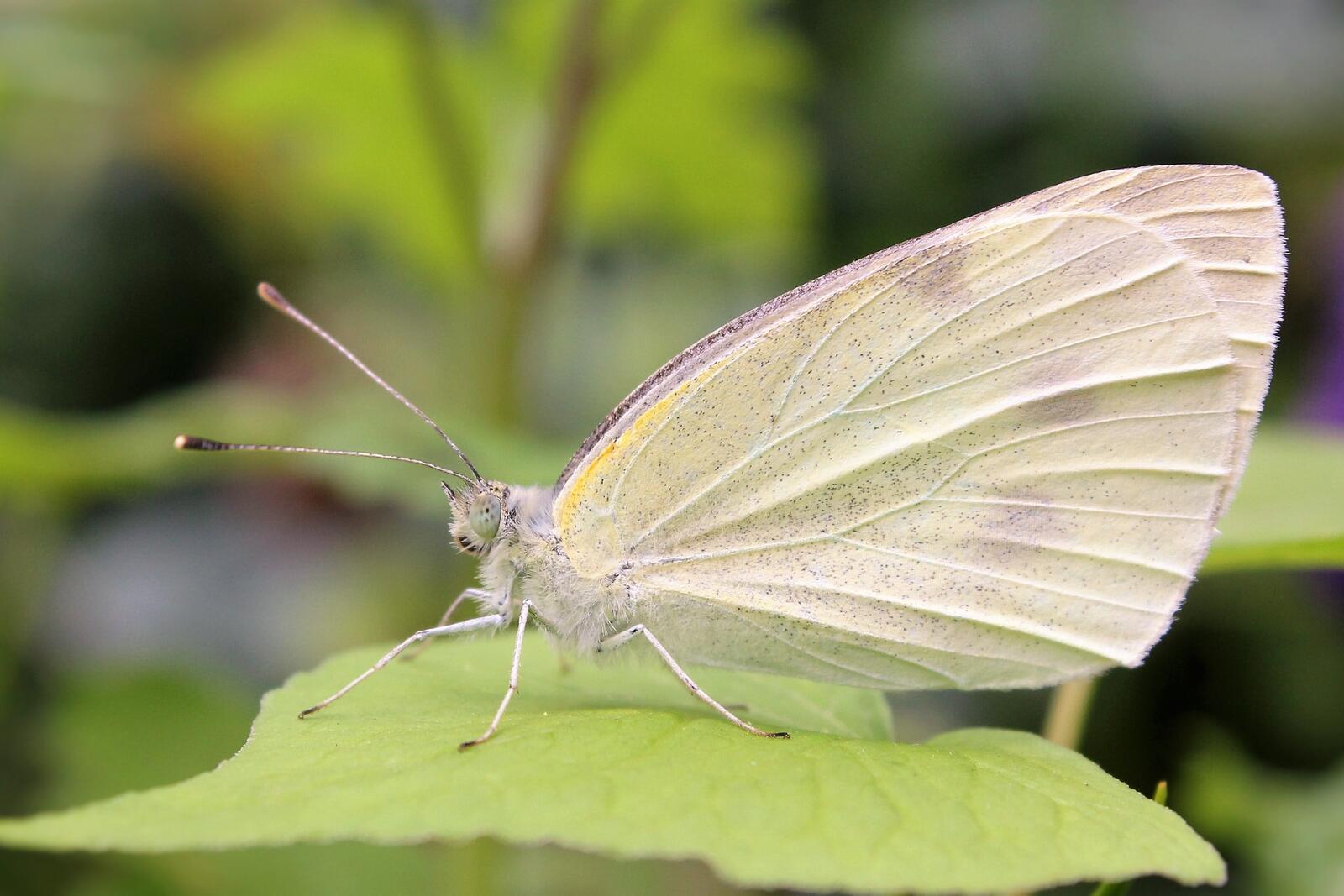 Бесплатное фото Белая бабочка вид сбоку